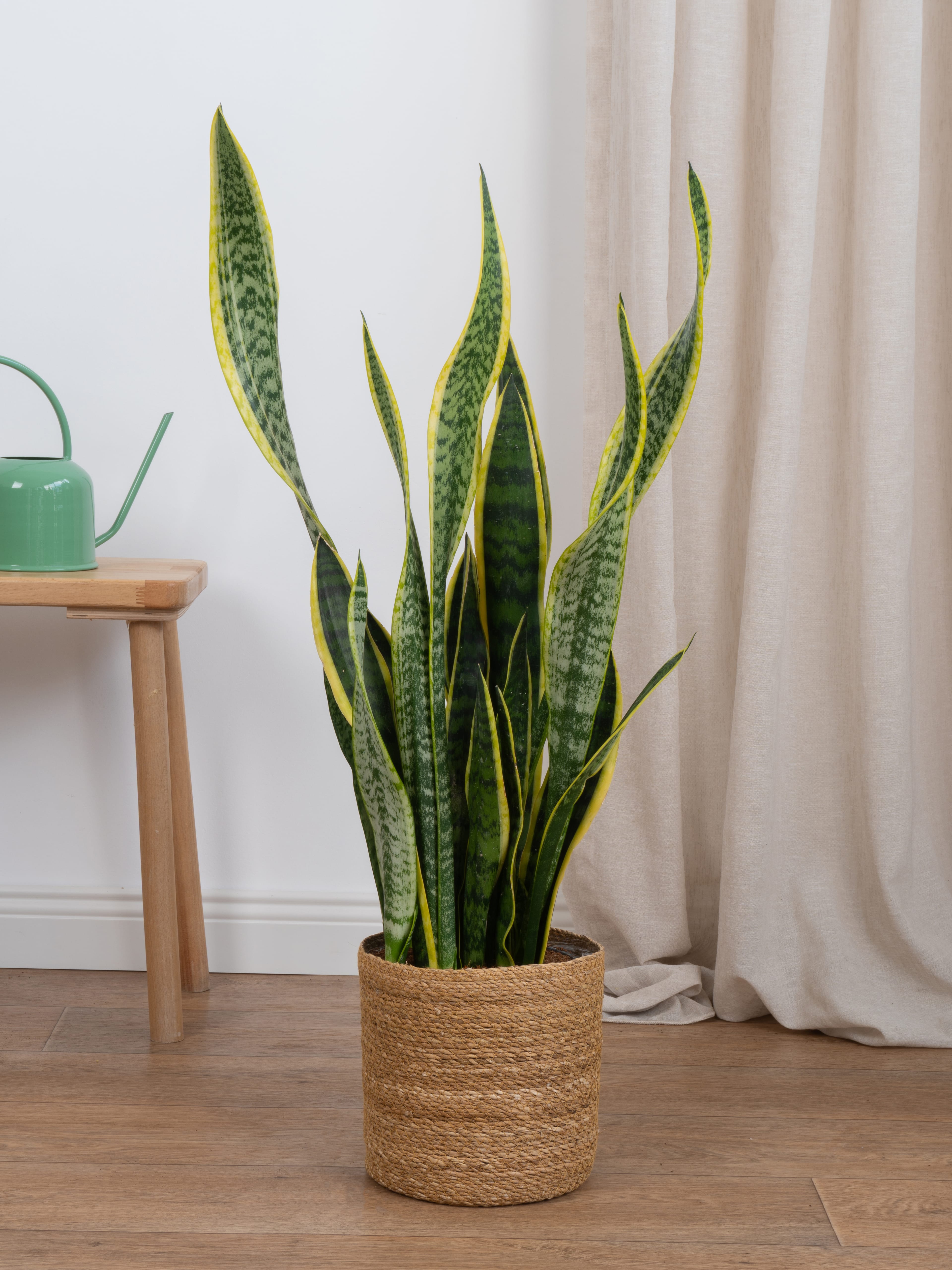 Kılıç Çiceği (Sanseveria Trifasciata -Peygamber Kılıcı-Paşa Kılıcı) Sarı-Yeşil 80-90 cm