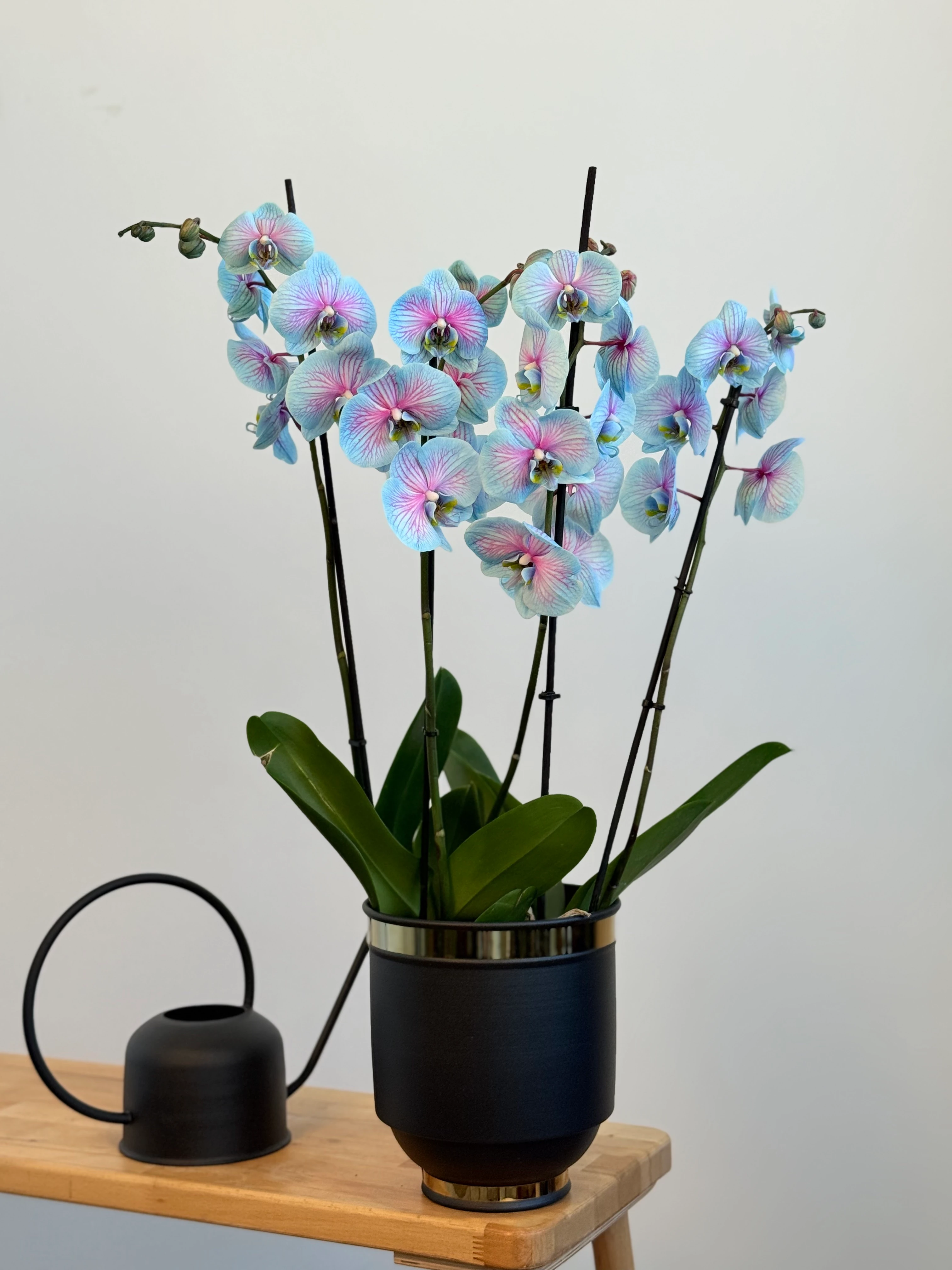 Orkide Pembe Mavi Wonder Dört Dallı (İthal Premium)