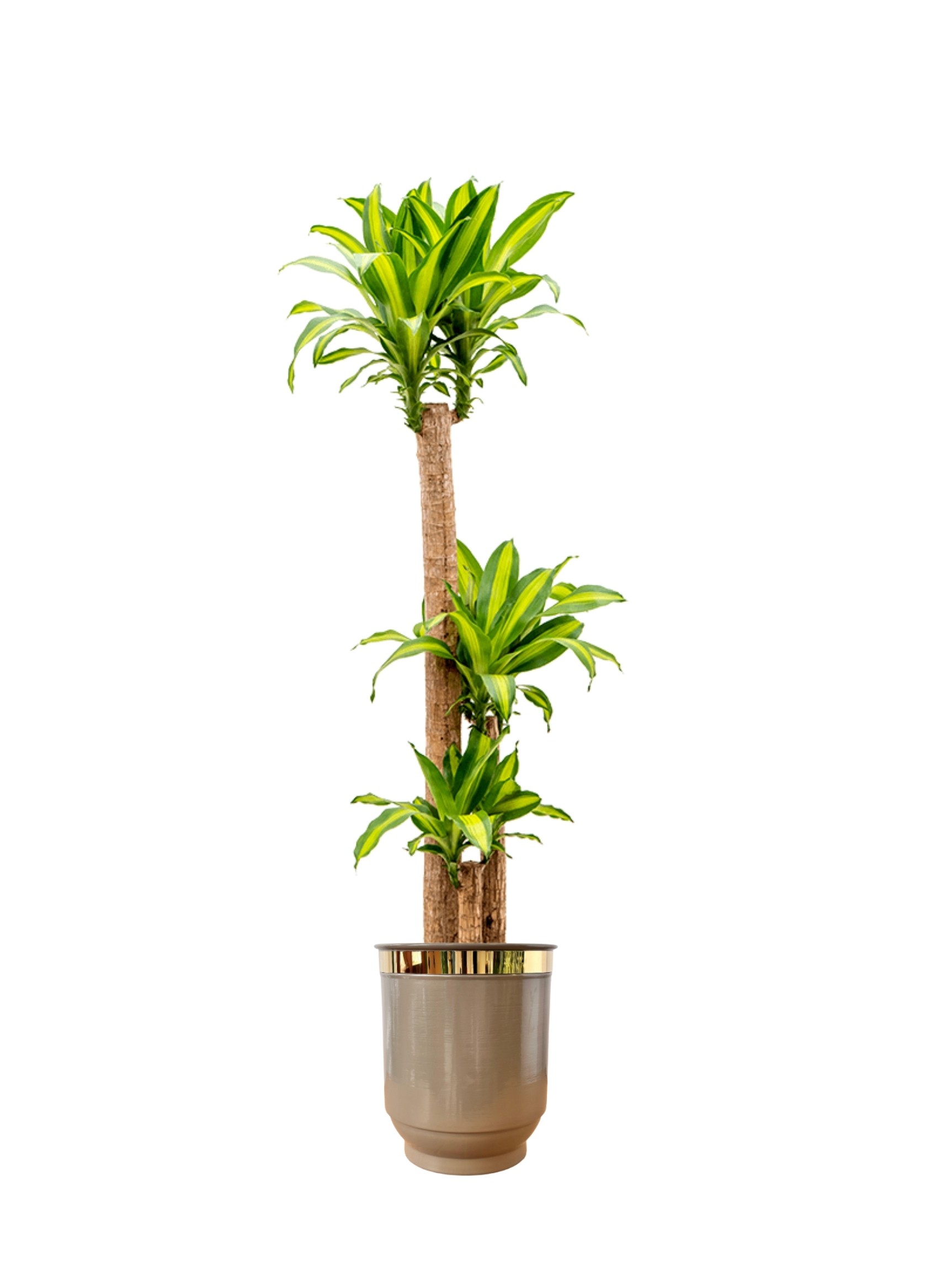 Massengena  Üç Kollu 130-150 cm yuka