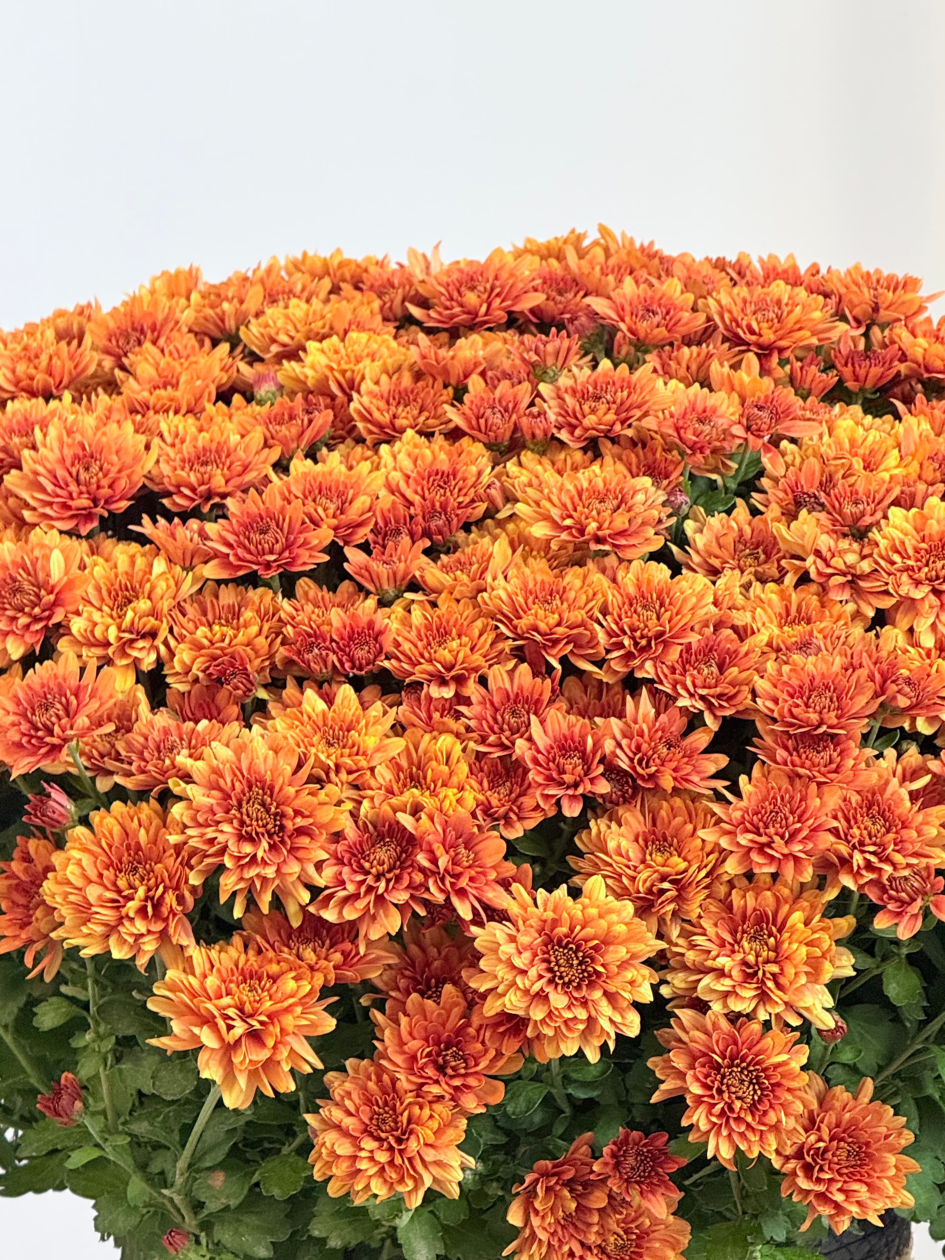 XXL Kasımpatı Turuncu(Chrysanthemum morifolium)
