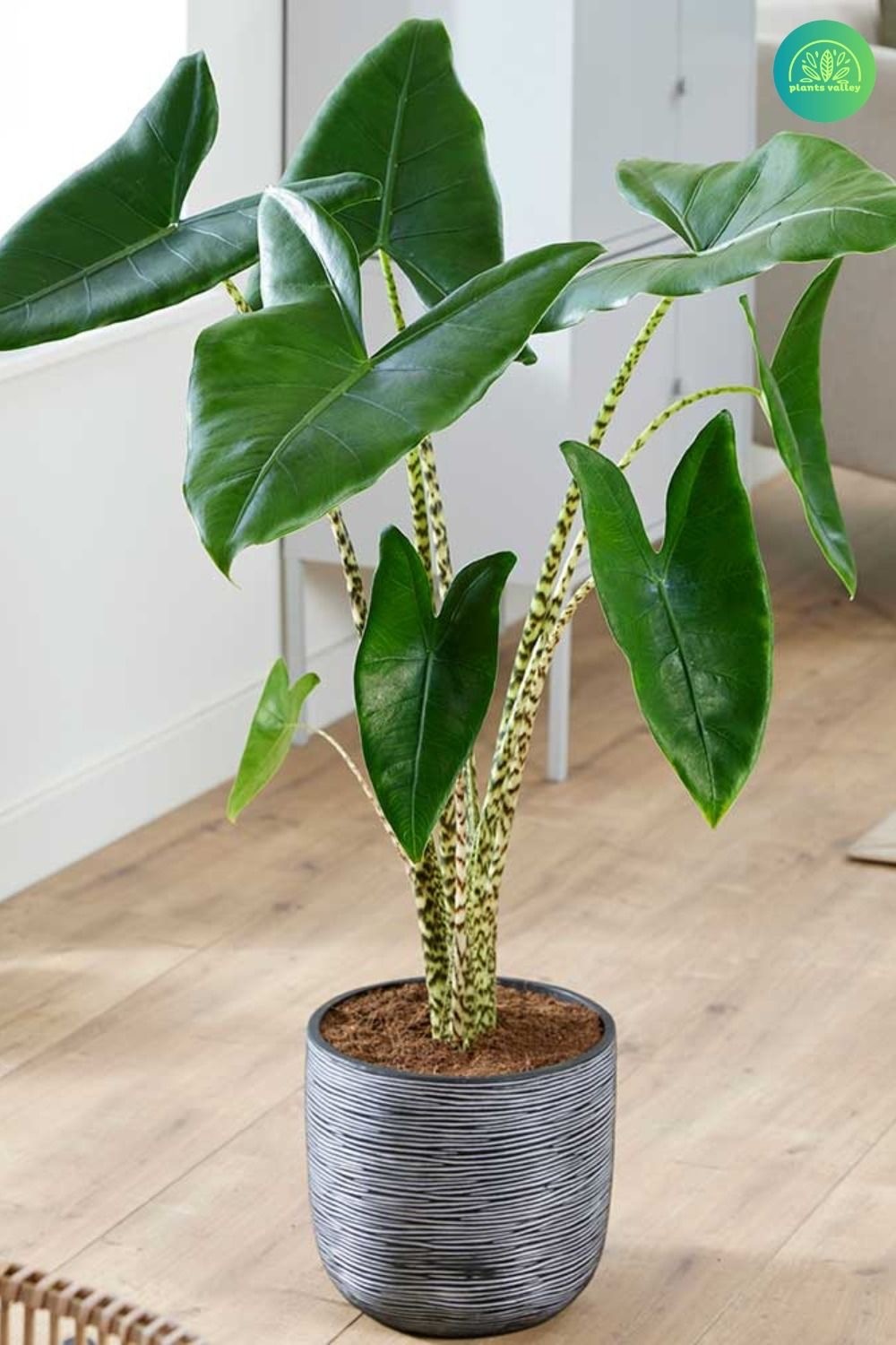 Alocasia Zebrina Çok Köklü  90-100 cm