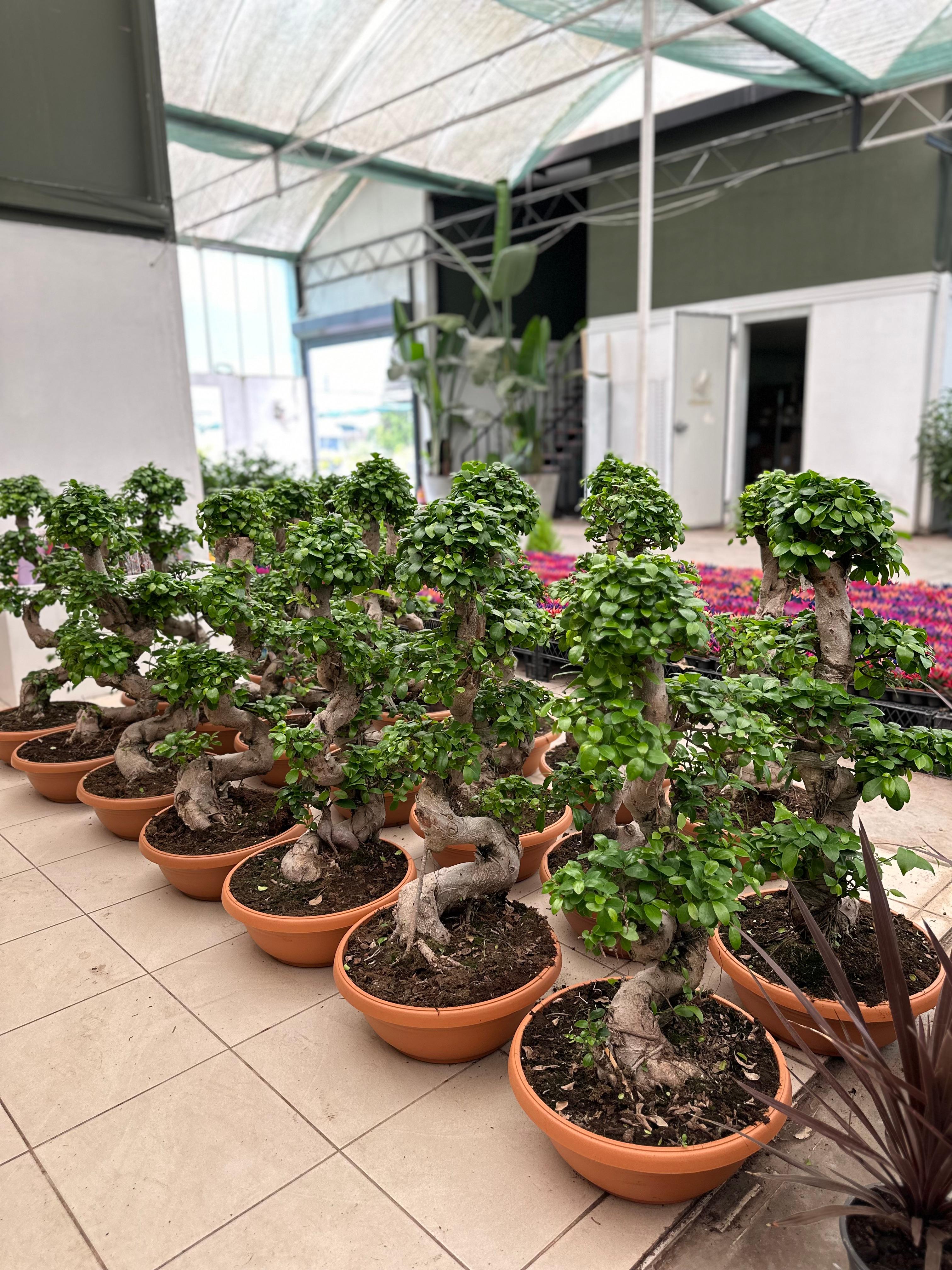 Ficus Bonsai Ginseng S Form 100-110 cm (bonsai)