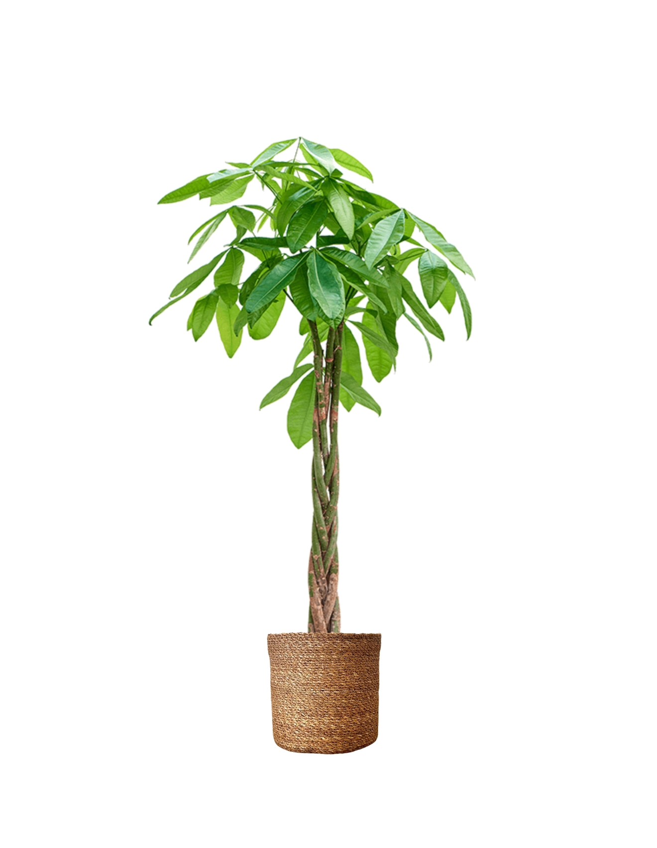 110-120 cm Pachira Aquatica (Money Tree- Para Ağacı)