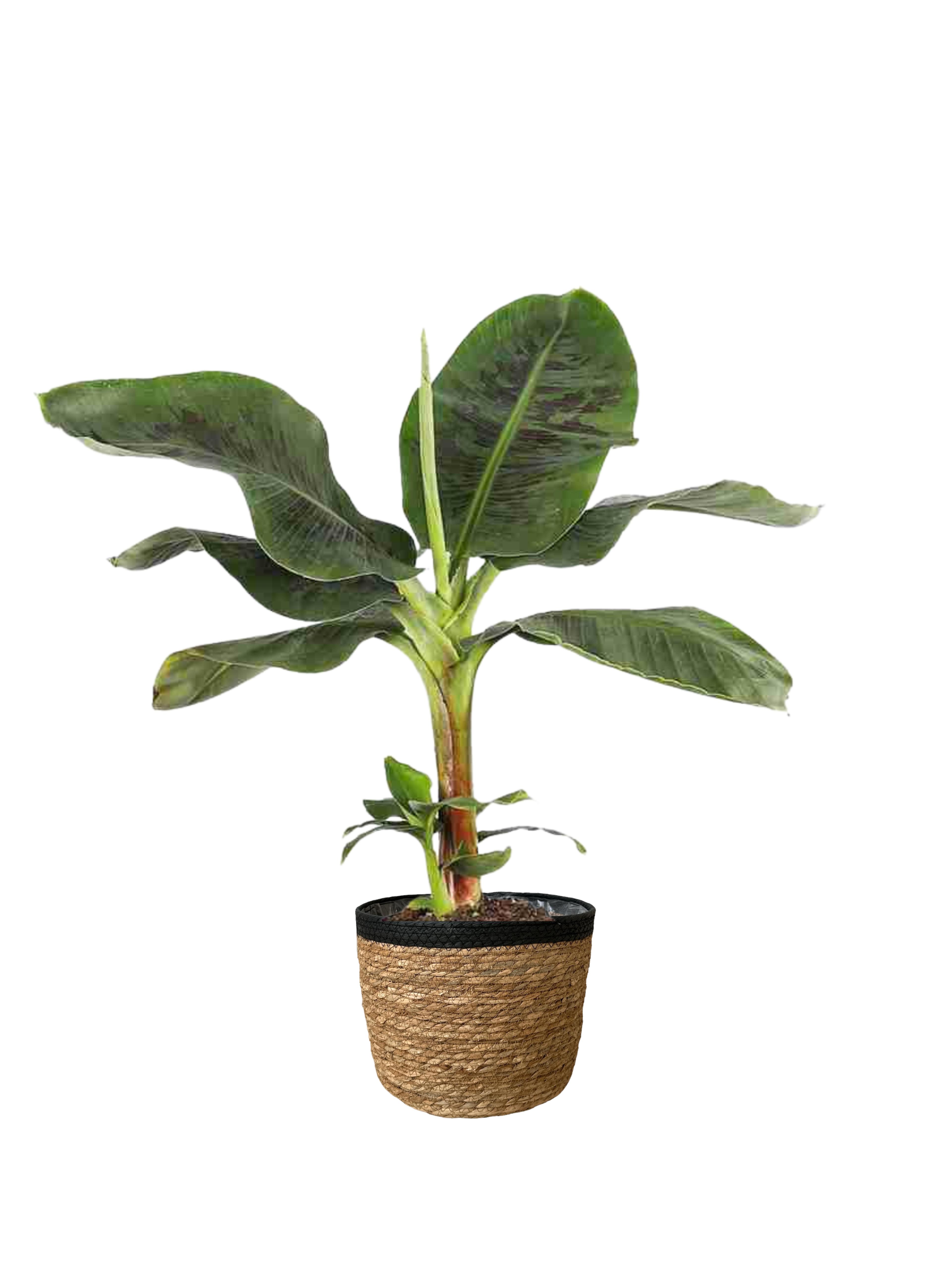 Muz Bitkisi (Banana Plant 80 cm)