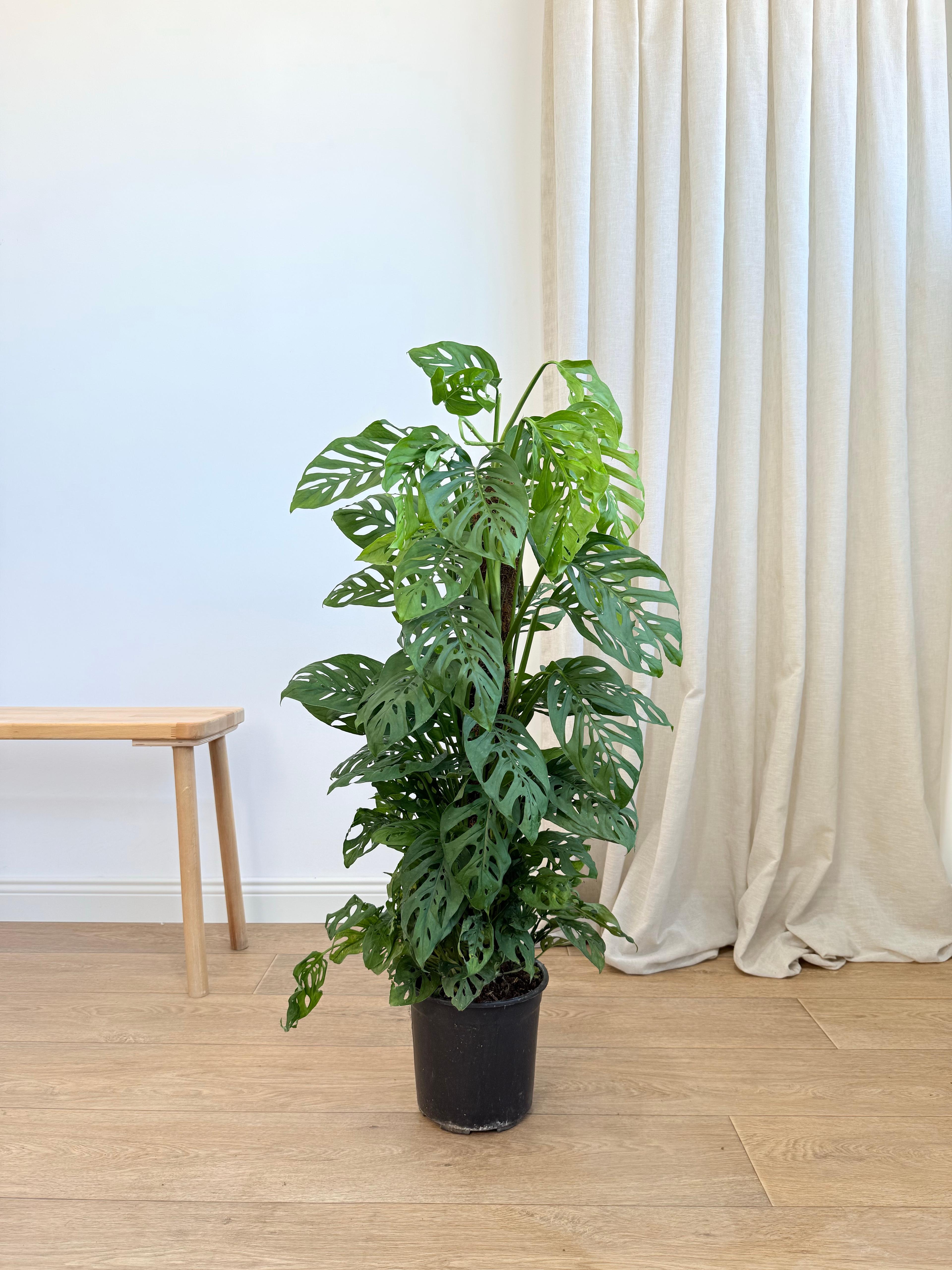 Monstera Adansonii (100-110 cm) – İsviçre Peynir Bitkisi  