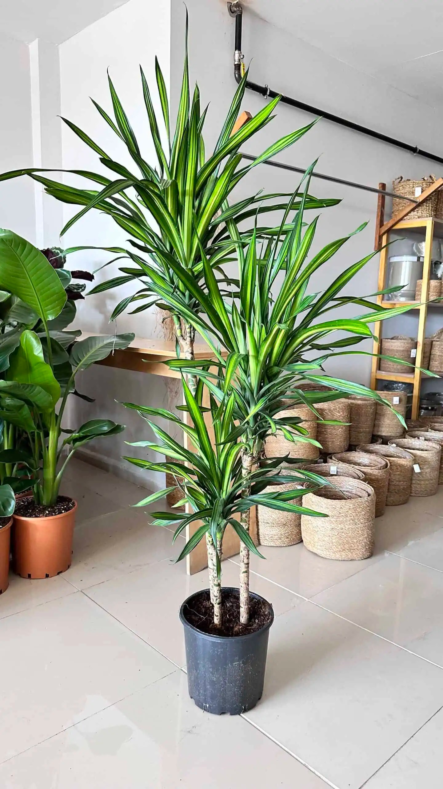 170-180 cm dracena rikki