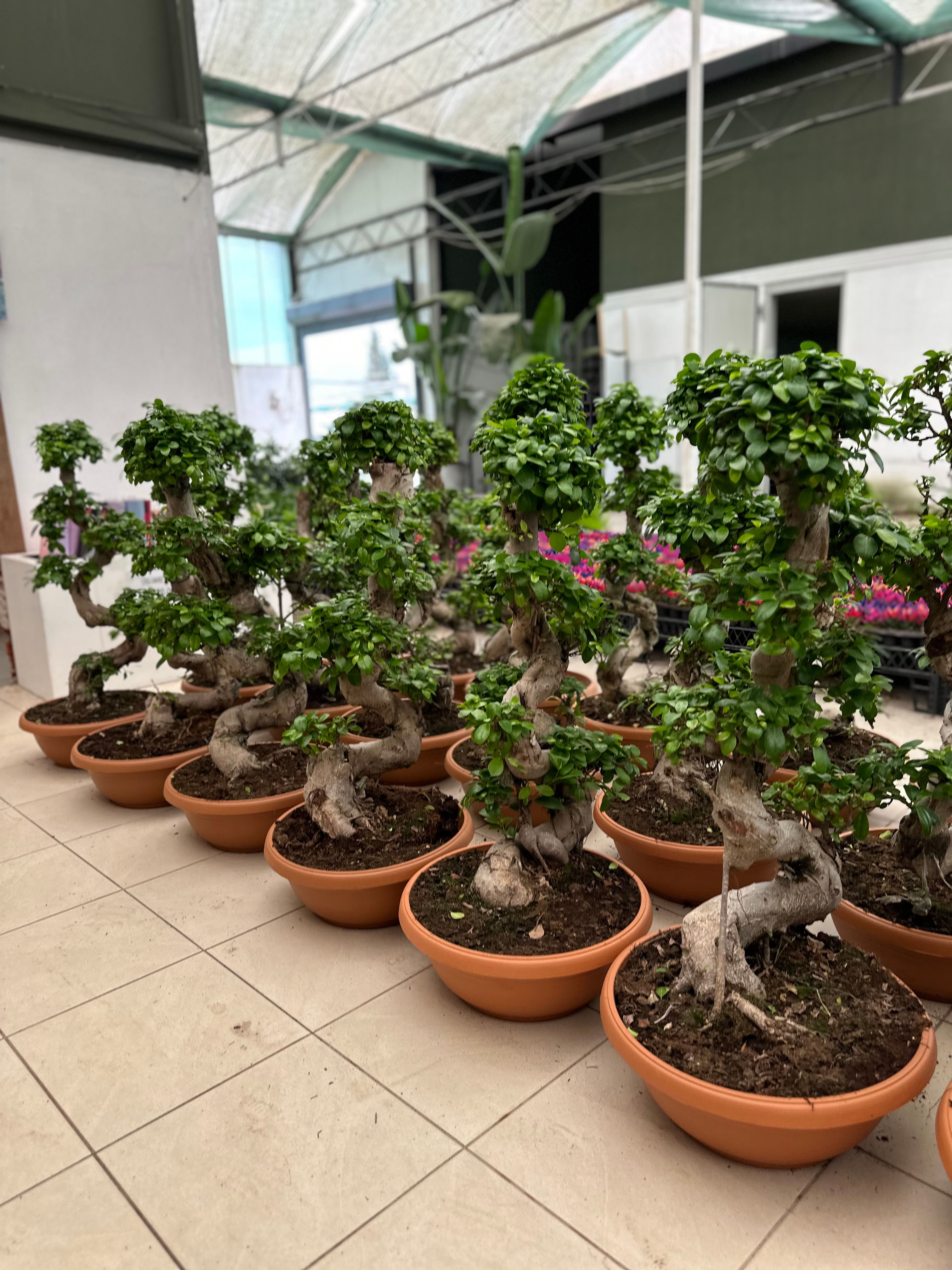 Ficus Bonsai Ginseng S Form 100-110 cm (bonsai)