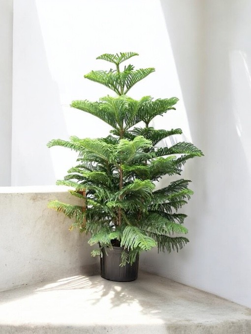 Salon Çamı Arokarya (Araucaria Heterophylla 110-120 cm Çok Köklü )