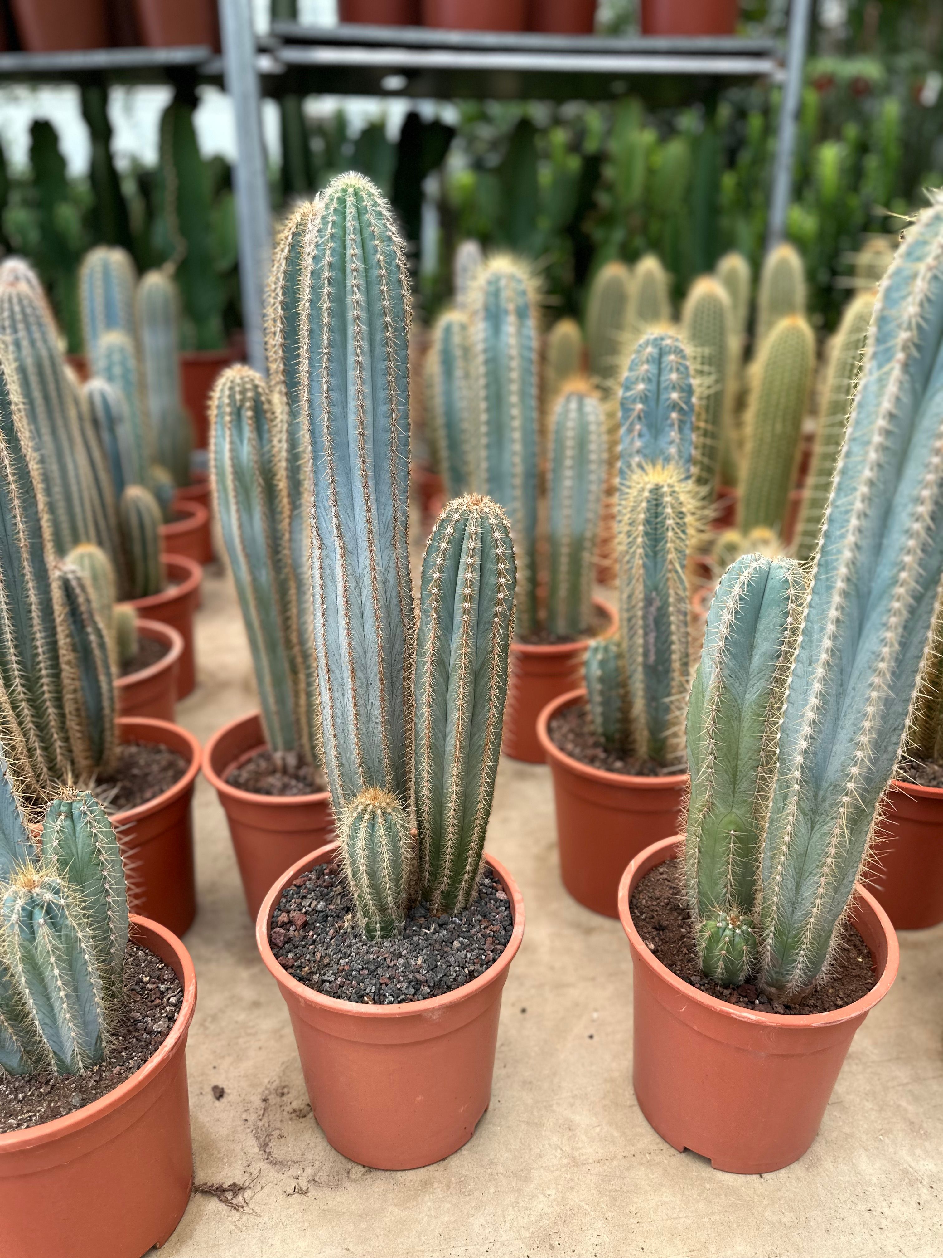 Büyük Pilosecereus Azureus (Mavi meşale Kaktüs)