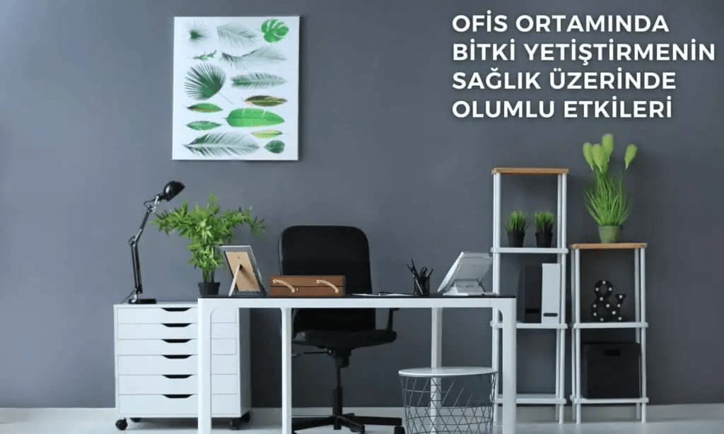 Ofis Ortamında Bitki Yetiştirmenin Sağlık Üzerindeki Olumlu Etkileri