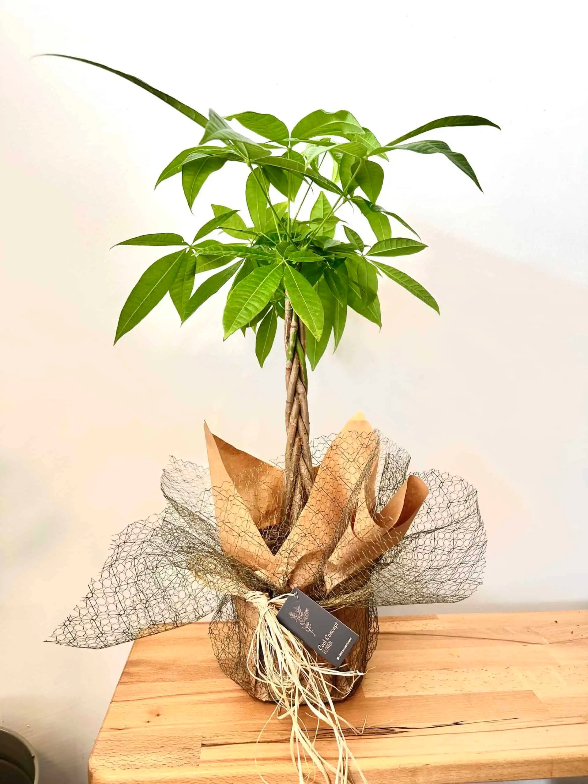70-80 cm pachira money tree