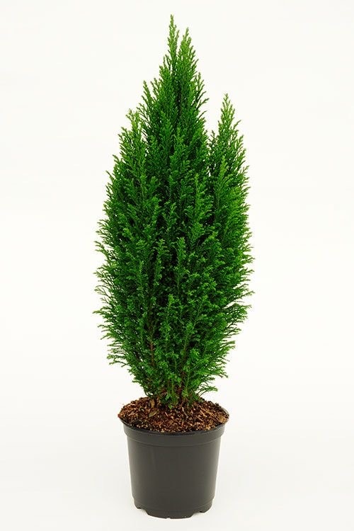Limon Servisi (Cupressus macrocarpa “Goldcrest”) – 40-50 cm