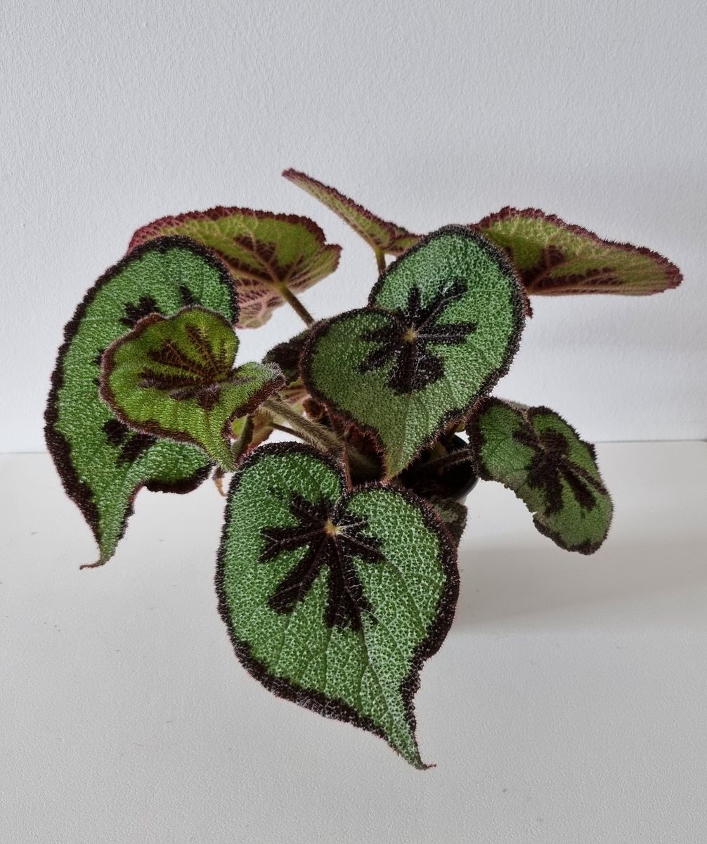 Begonia Massoniana