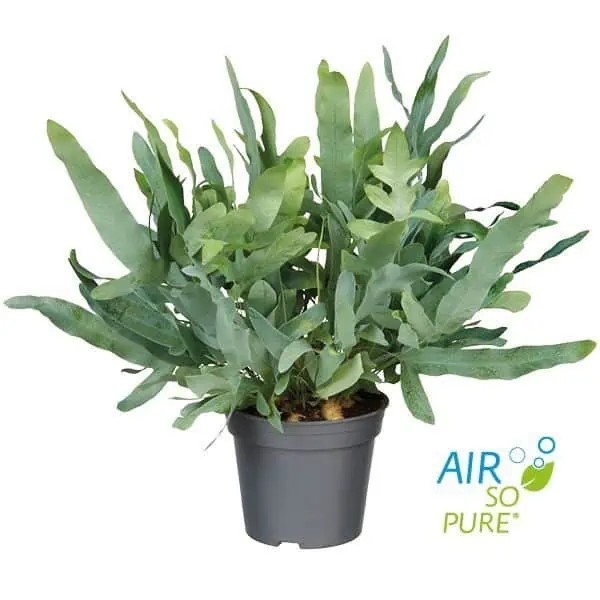 phlebodium aureum (blue star )