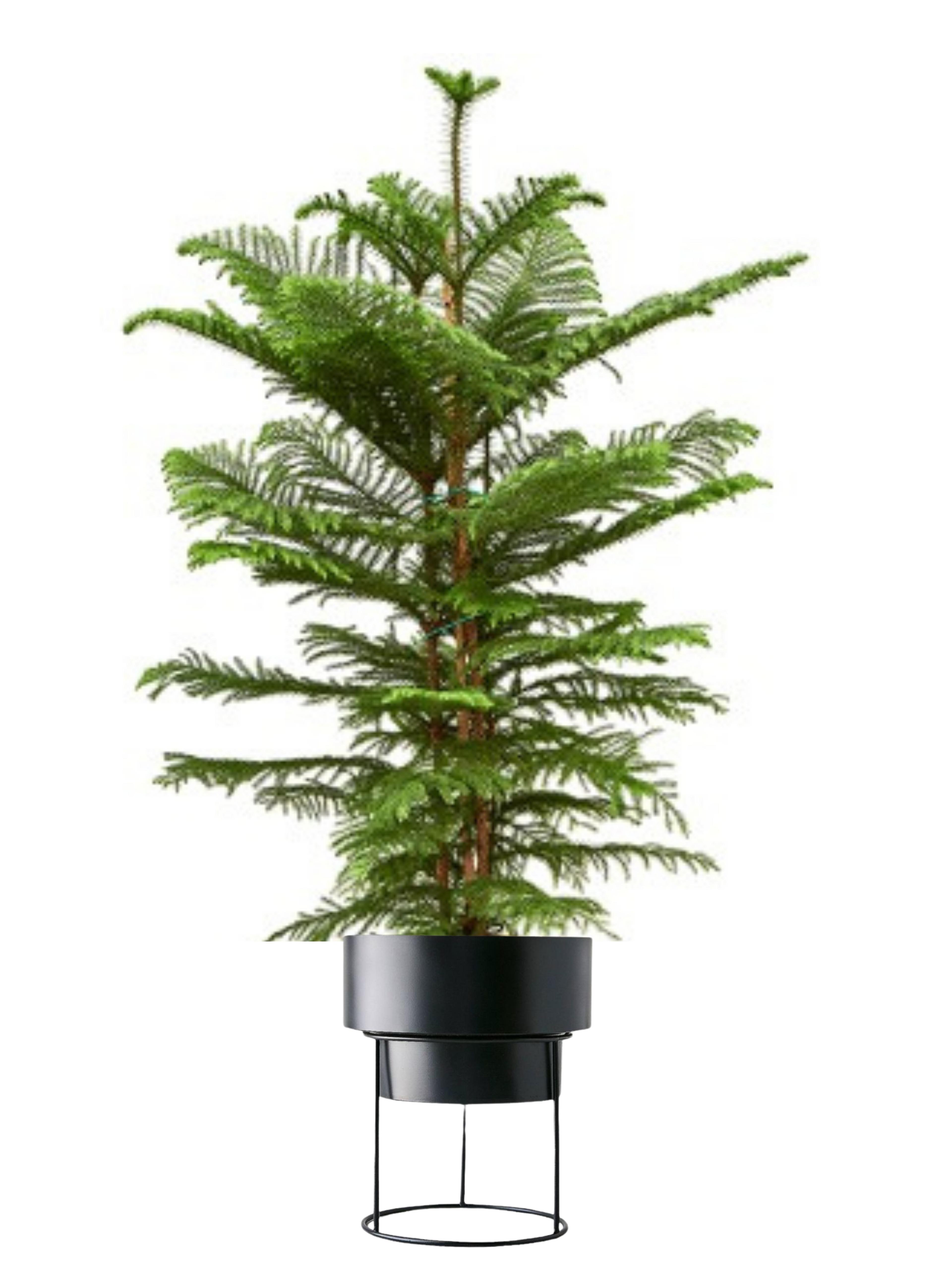 Salon Çamı Arokarya (Araucaria Heterophylla 110-120 cm Çok Köklü )