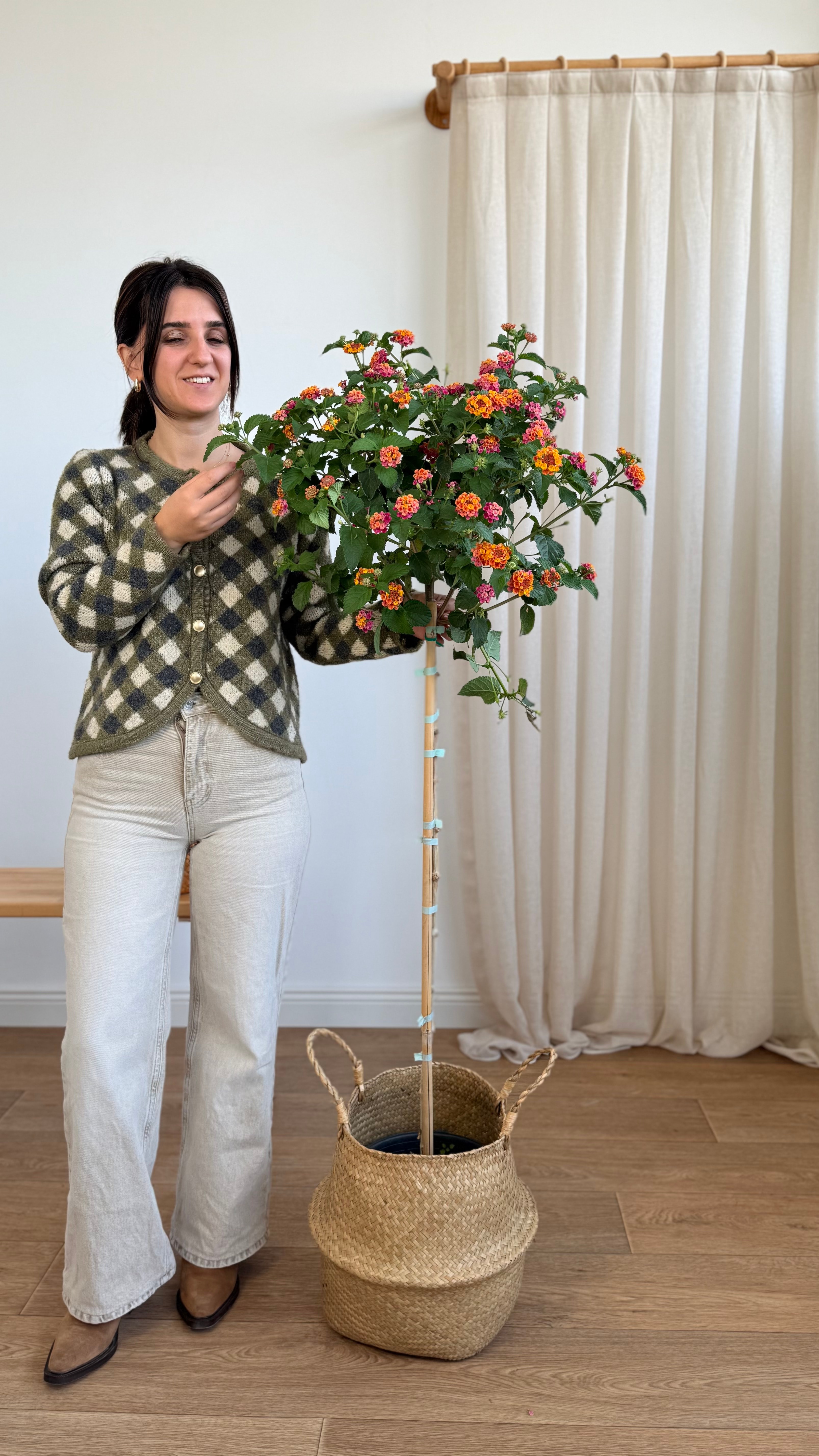 Ağaç Formu Mine Tijli  130-140 cm (Lantana Camara)