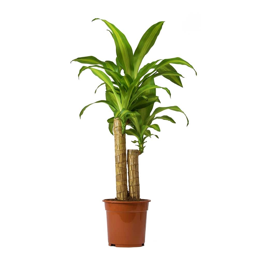 Dracaena Massengena 2 Gövdeli- (Yuka 90-100 cm)