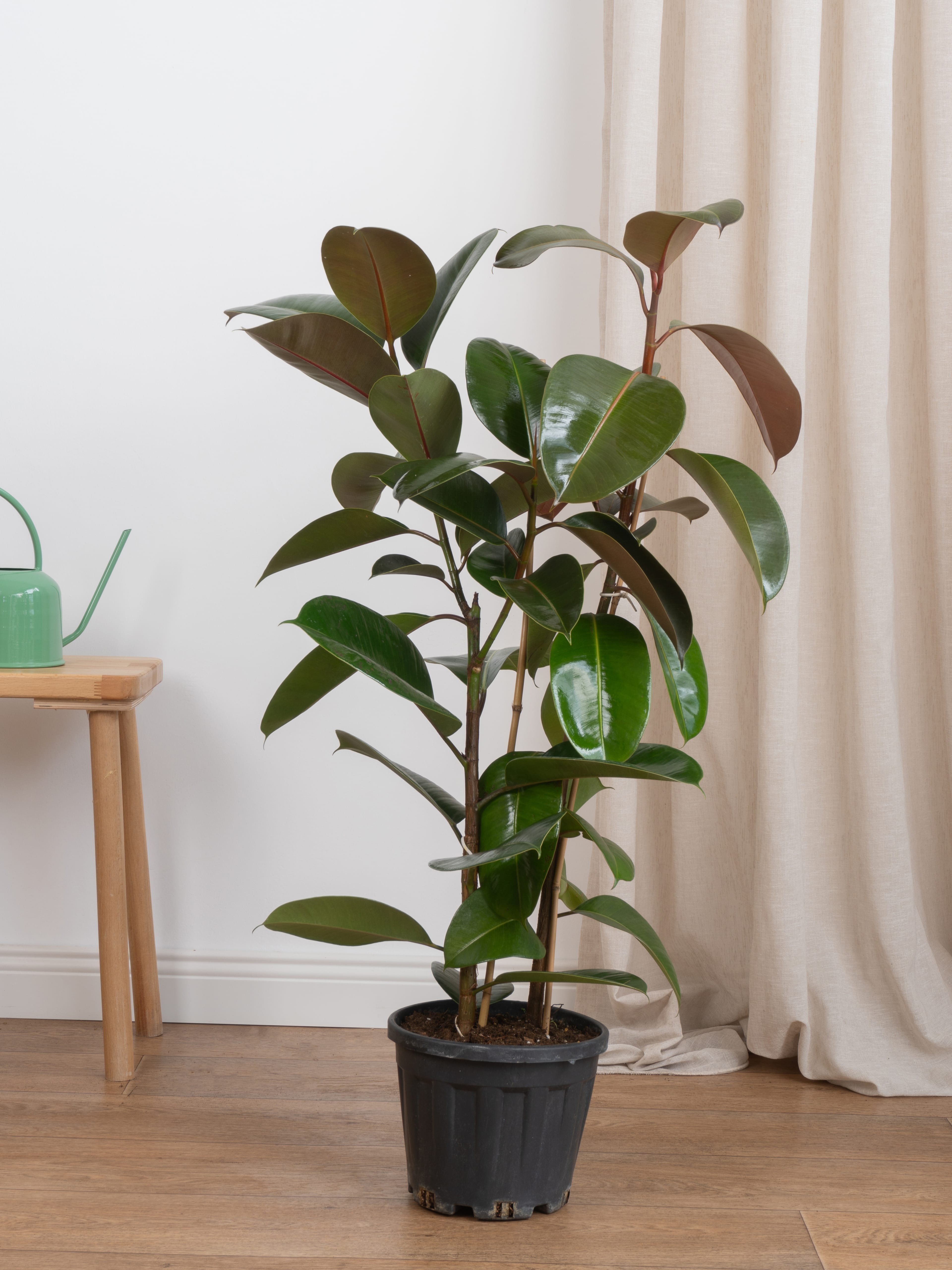 Kauçuk Çiçeği - Yeşil Kauçuk Bitkisi (çift köklü ficus elastica robusta)