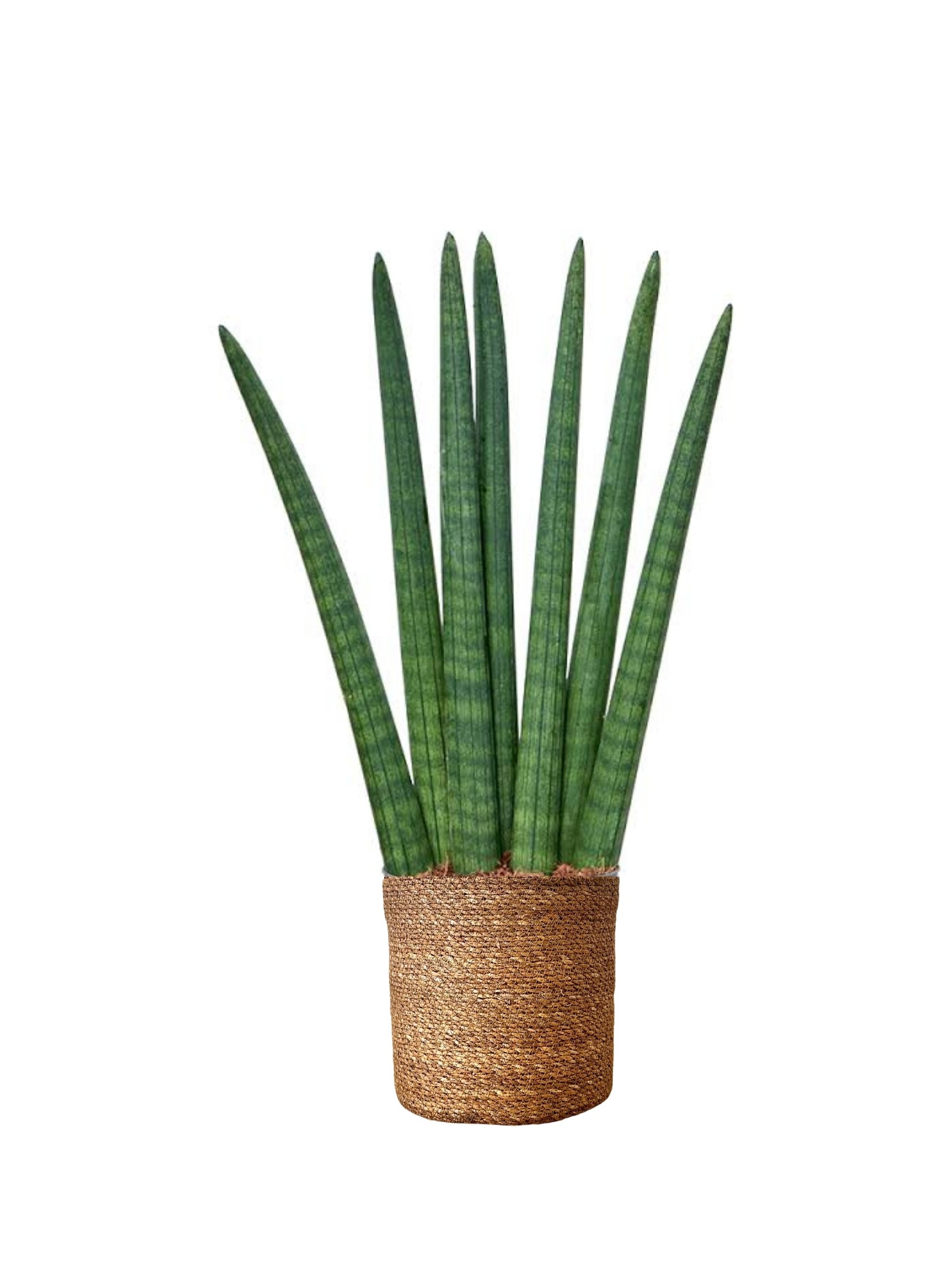 Sansevieria Cylindirica (50 cm)