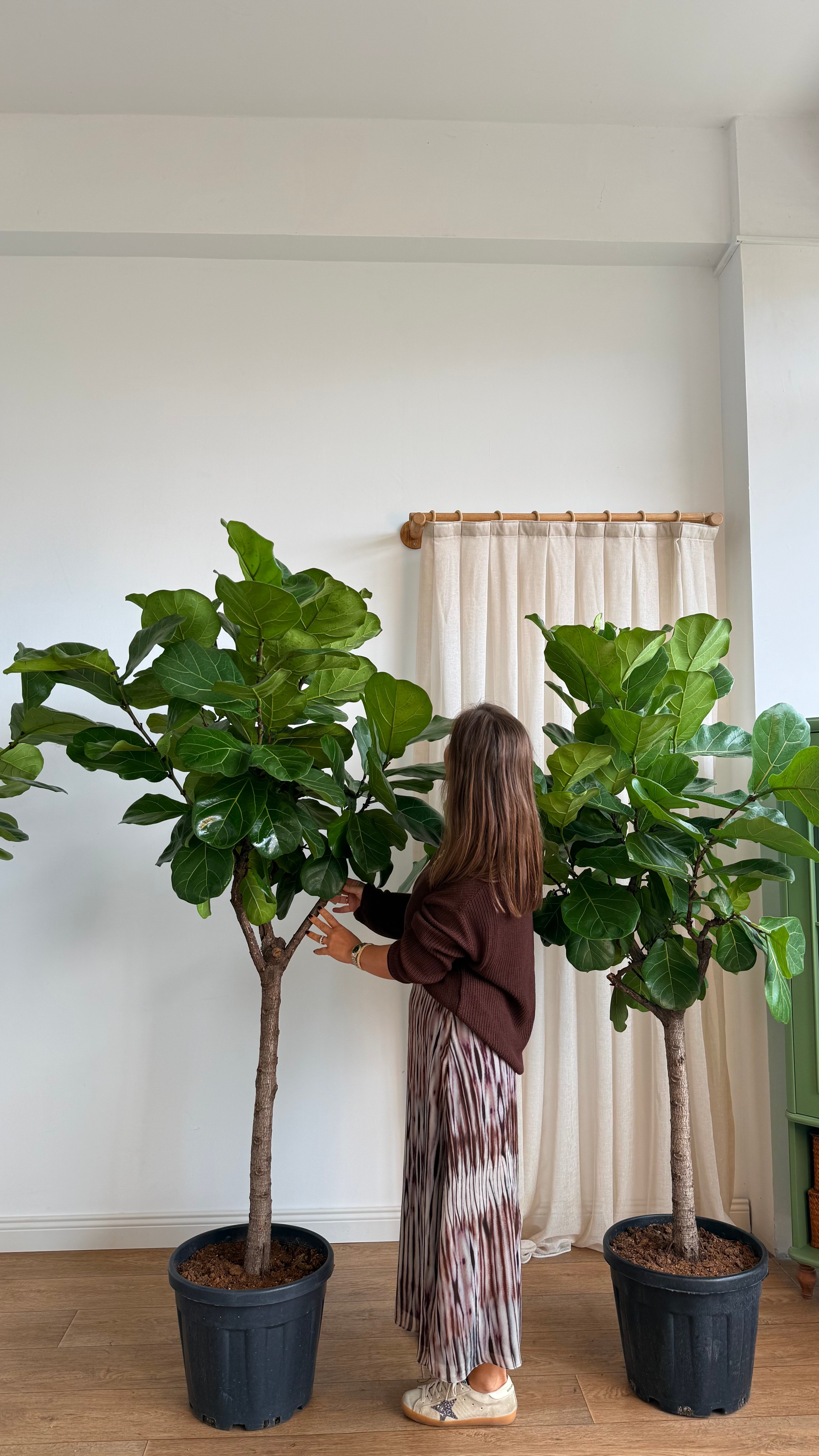 170-190 cm anaç çatallı lyrata (ficus lyrata)