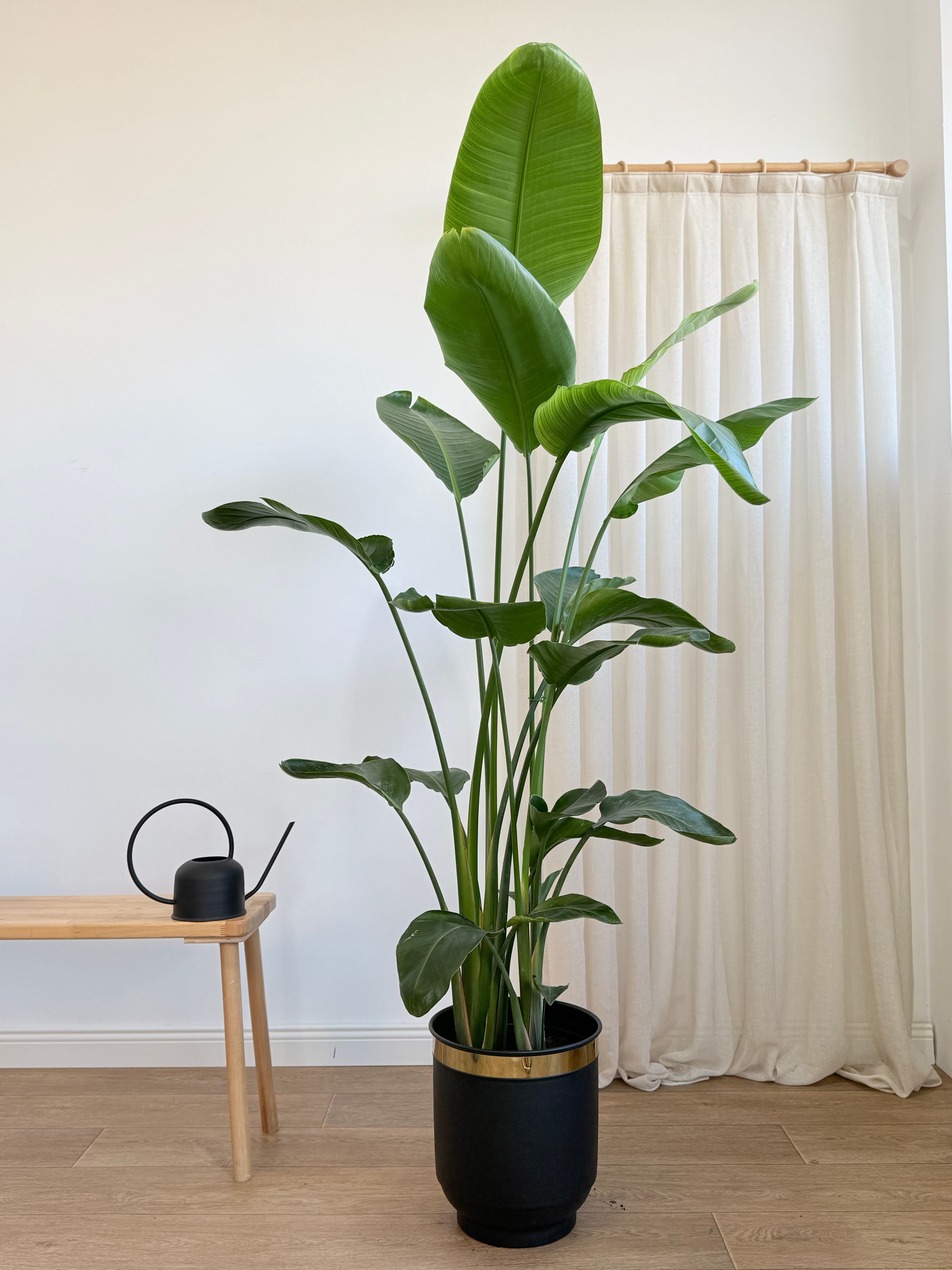 Starliçe- Dört Köklü Dolgun Form (Strelitzia Nicolai 180-200 cm )
