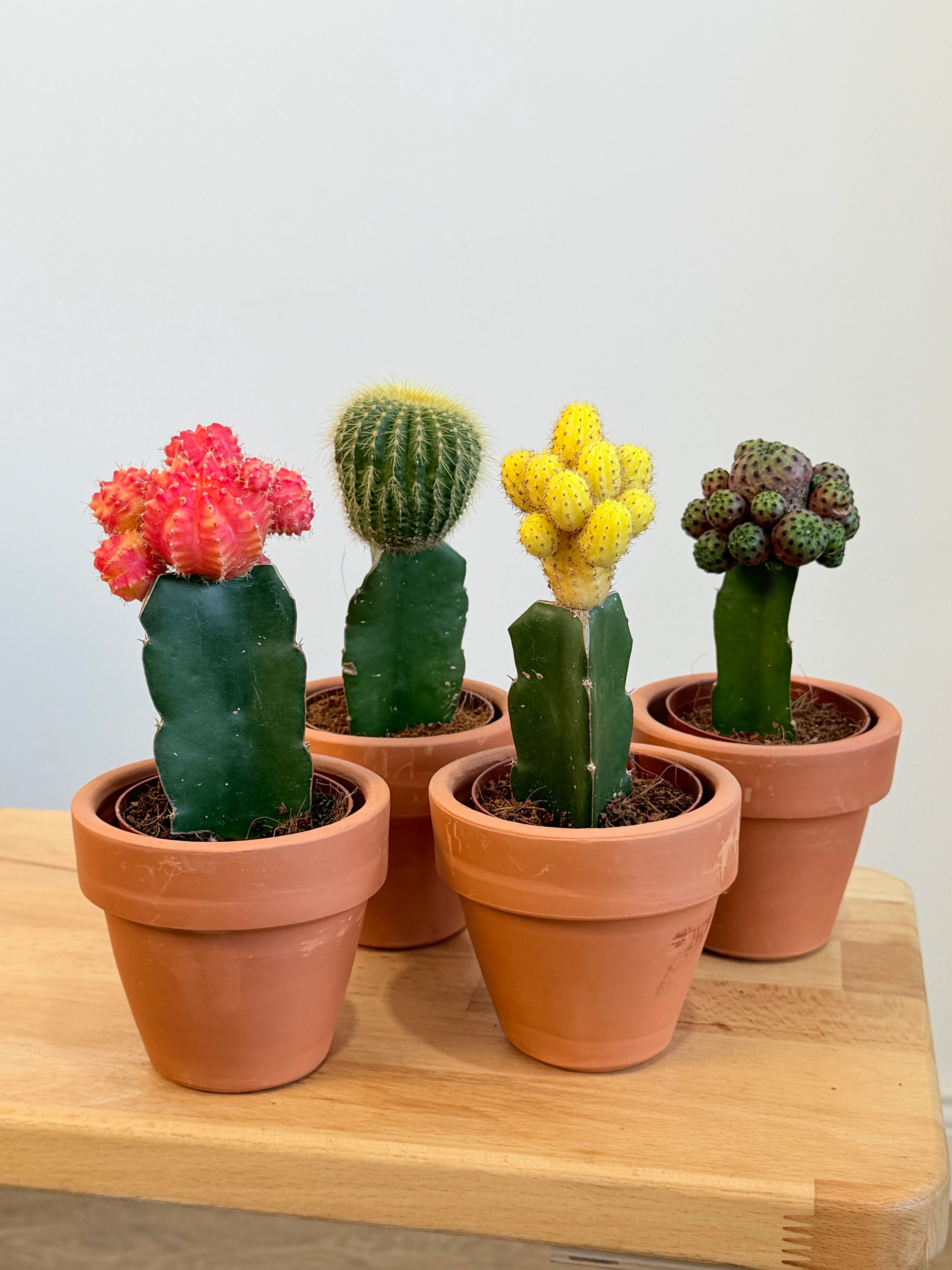 Masa Boy Renkli Aşılı Kaktüs – Toprak Dekoratif Saksıda