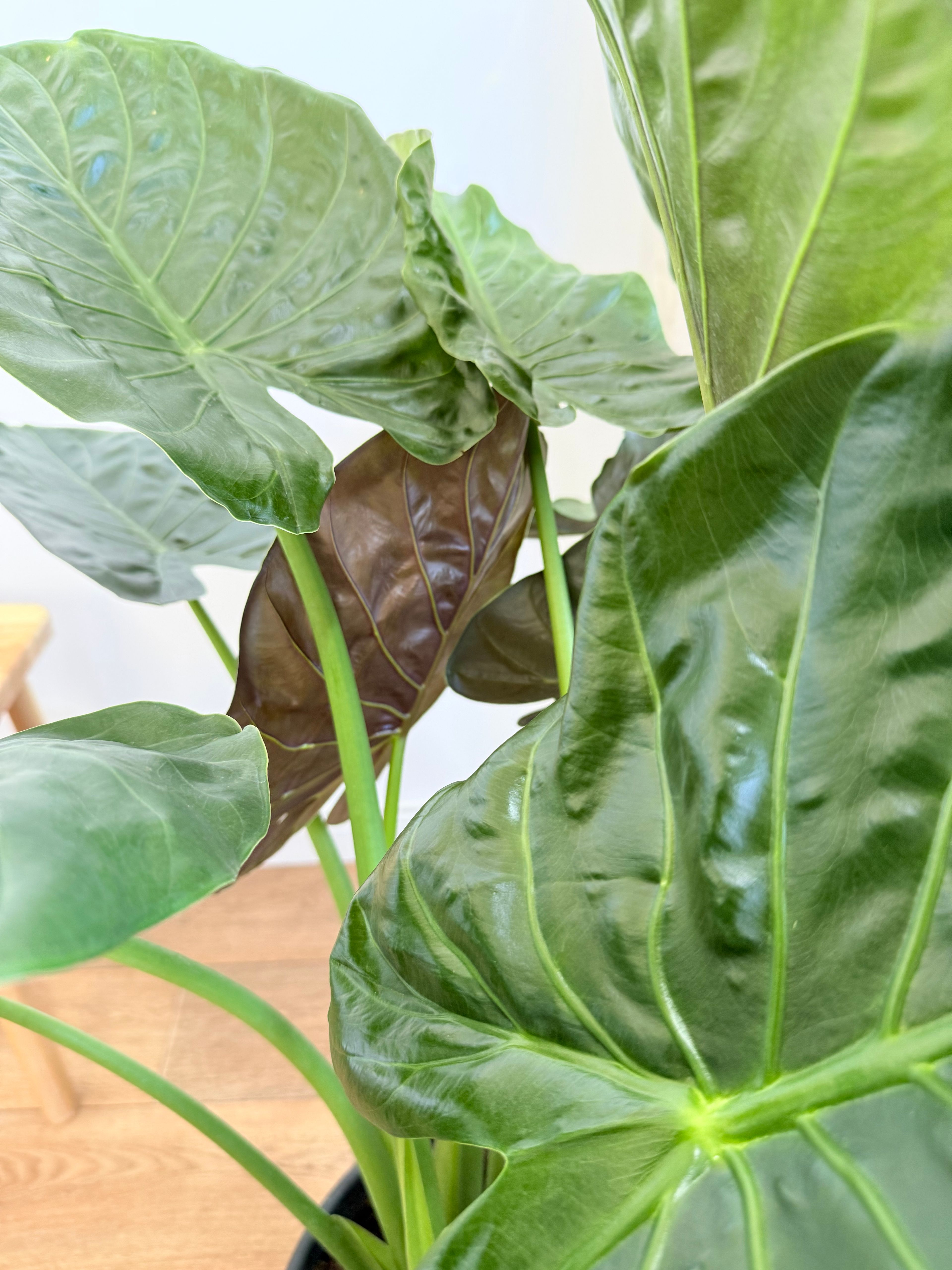Alocasia Wentii – Anaç Boy (120-130 cm)