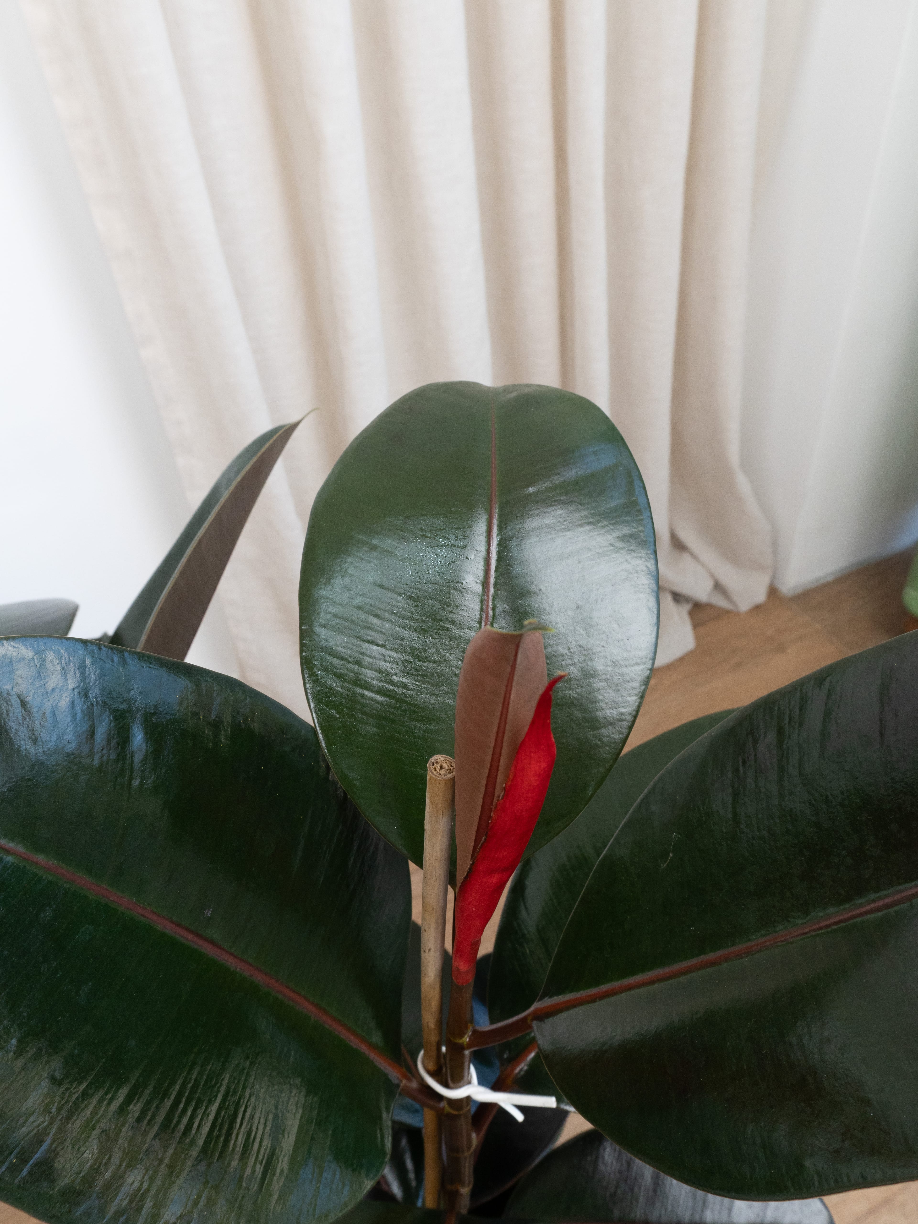 Kauçuk Çiçeği - Yeşil Kauçuk Bitkisi (çift köklü ficus elastica robusta)