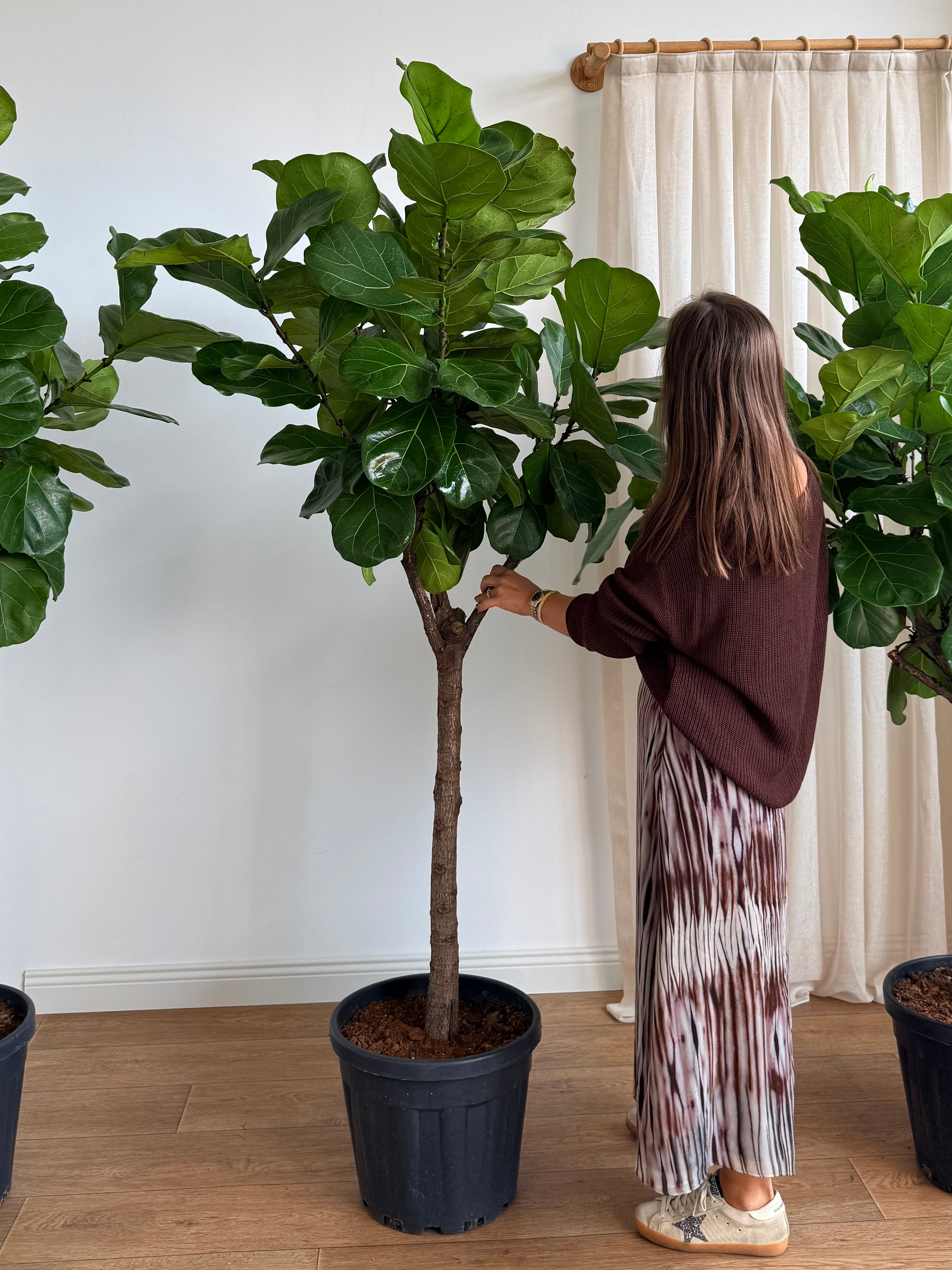170-190 cm anaç çatallı lyrata (ficus lyrata)
