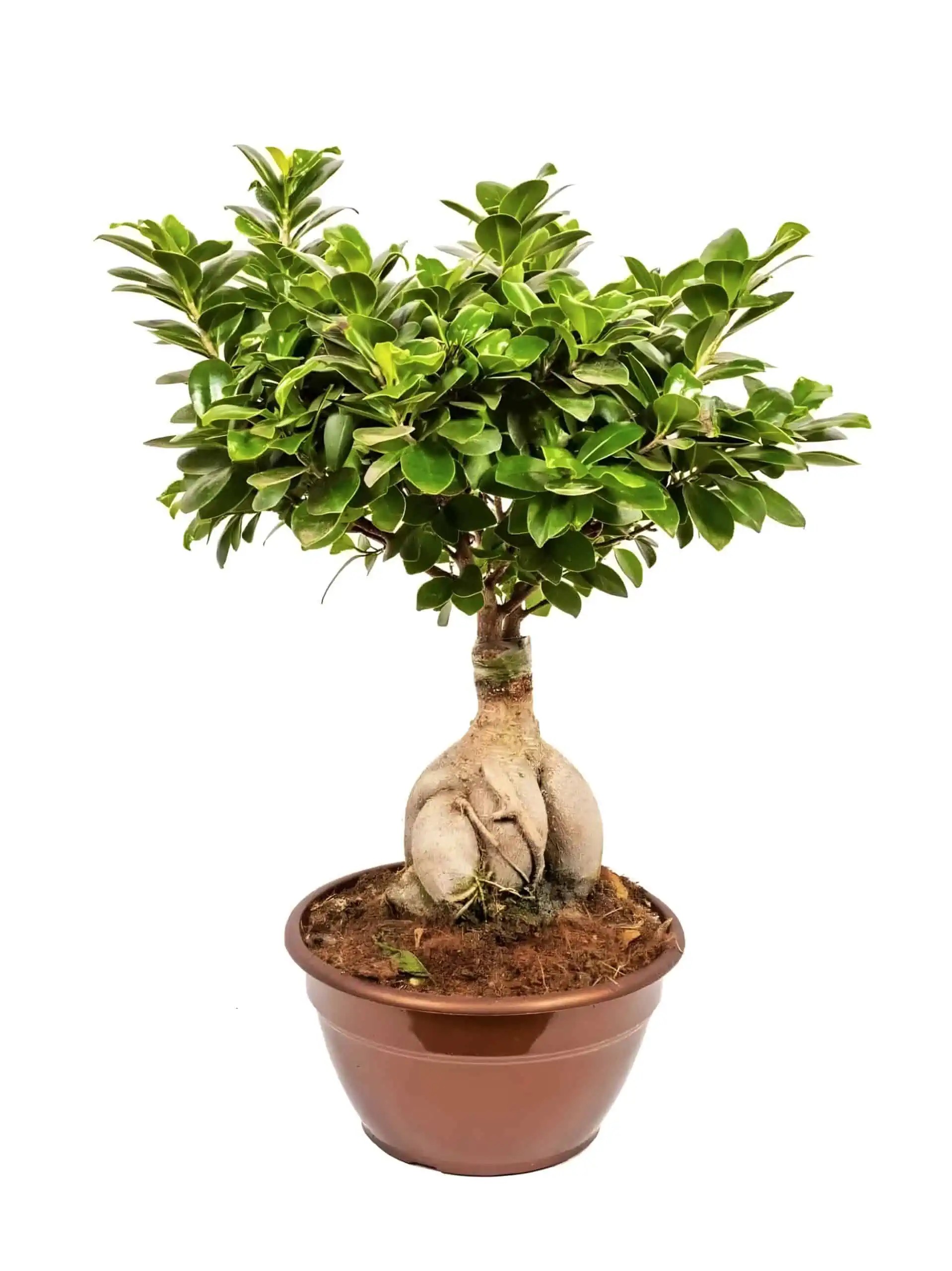 Ficus Bonsai 40-50 cm