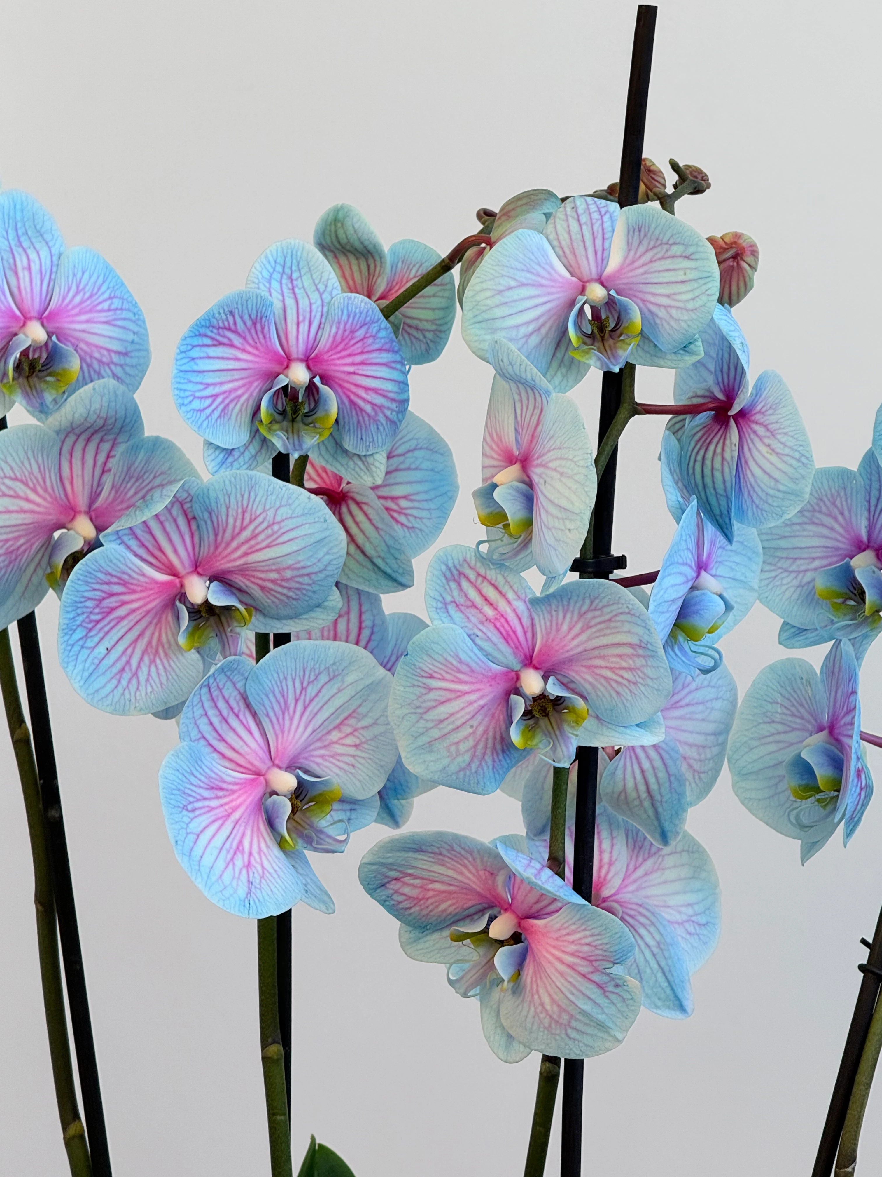 Orkide Pembe Mavi Wonder Dört Dallı (İthal Premium)