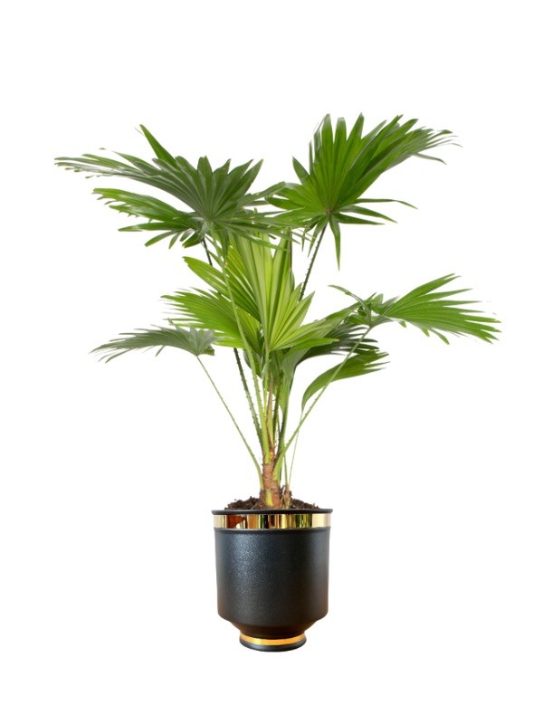 livistona 60 cm