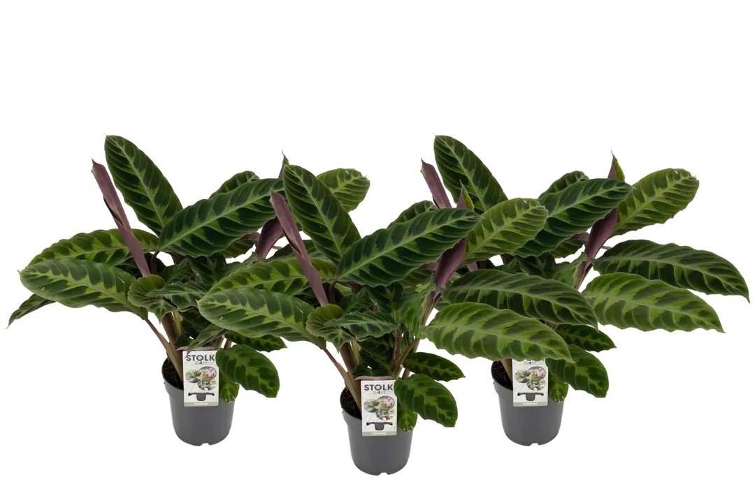 Calathea Warscewiczii (50-50 cm)