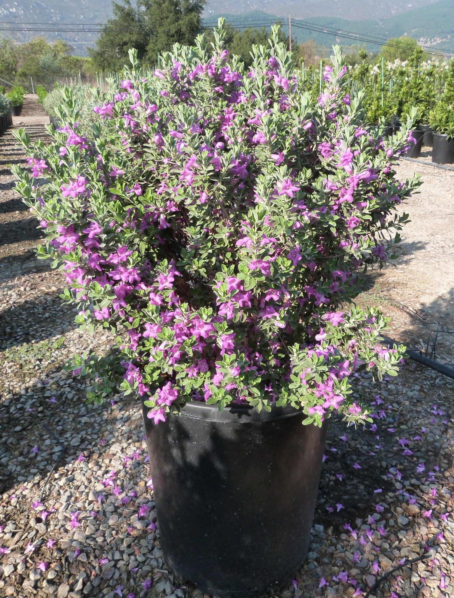 Leucophyllum Frutescens (Texas Sage / Gümüşi Çalı)