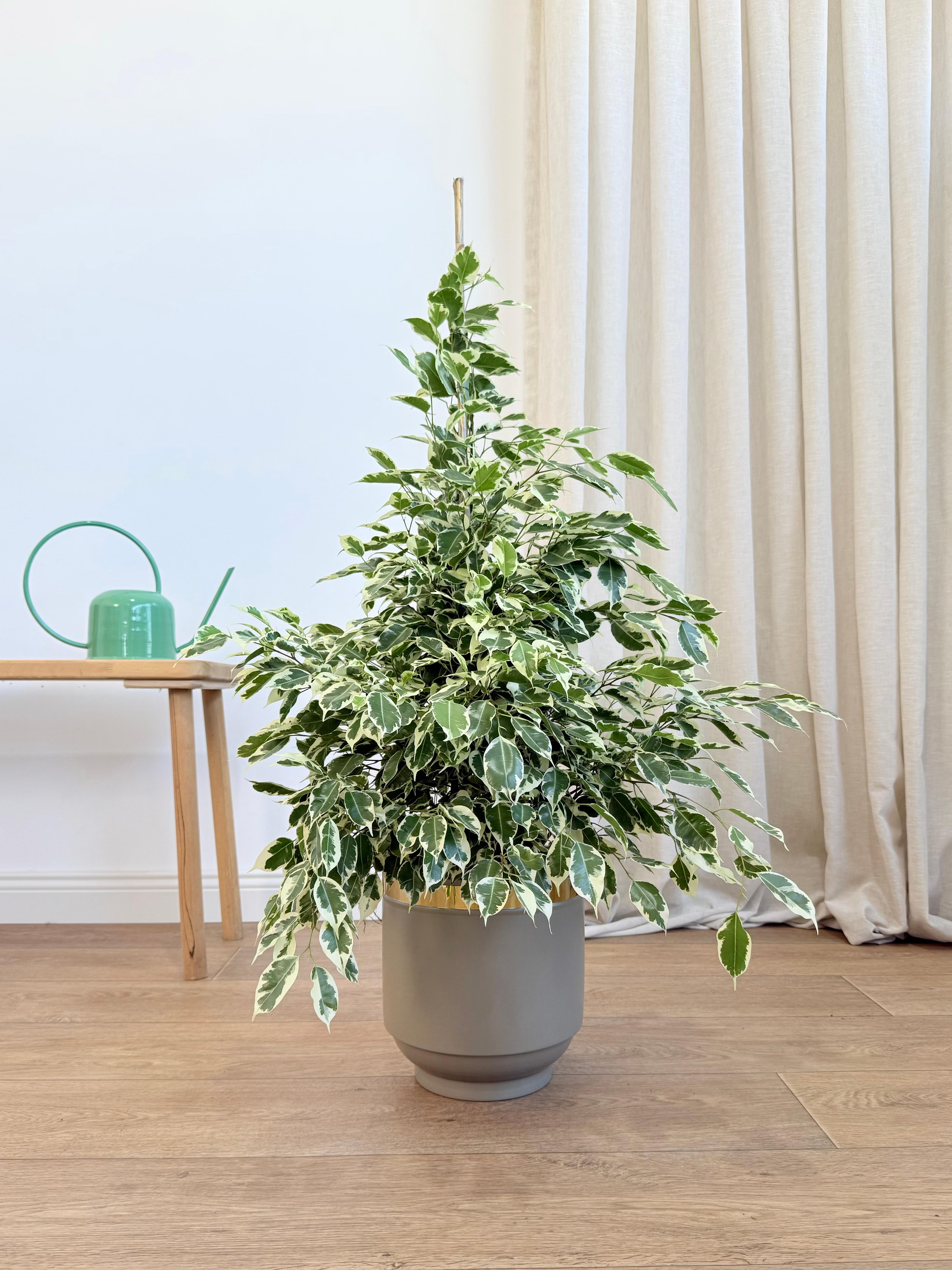 Ficus Benjamin Alacalı Yeşil-Beyaz (Ficus Benjamin Golden King) 100-110 cm