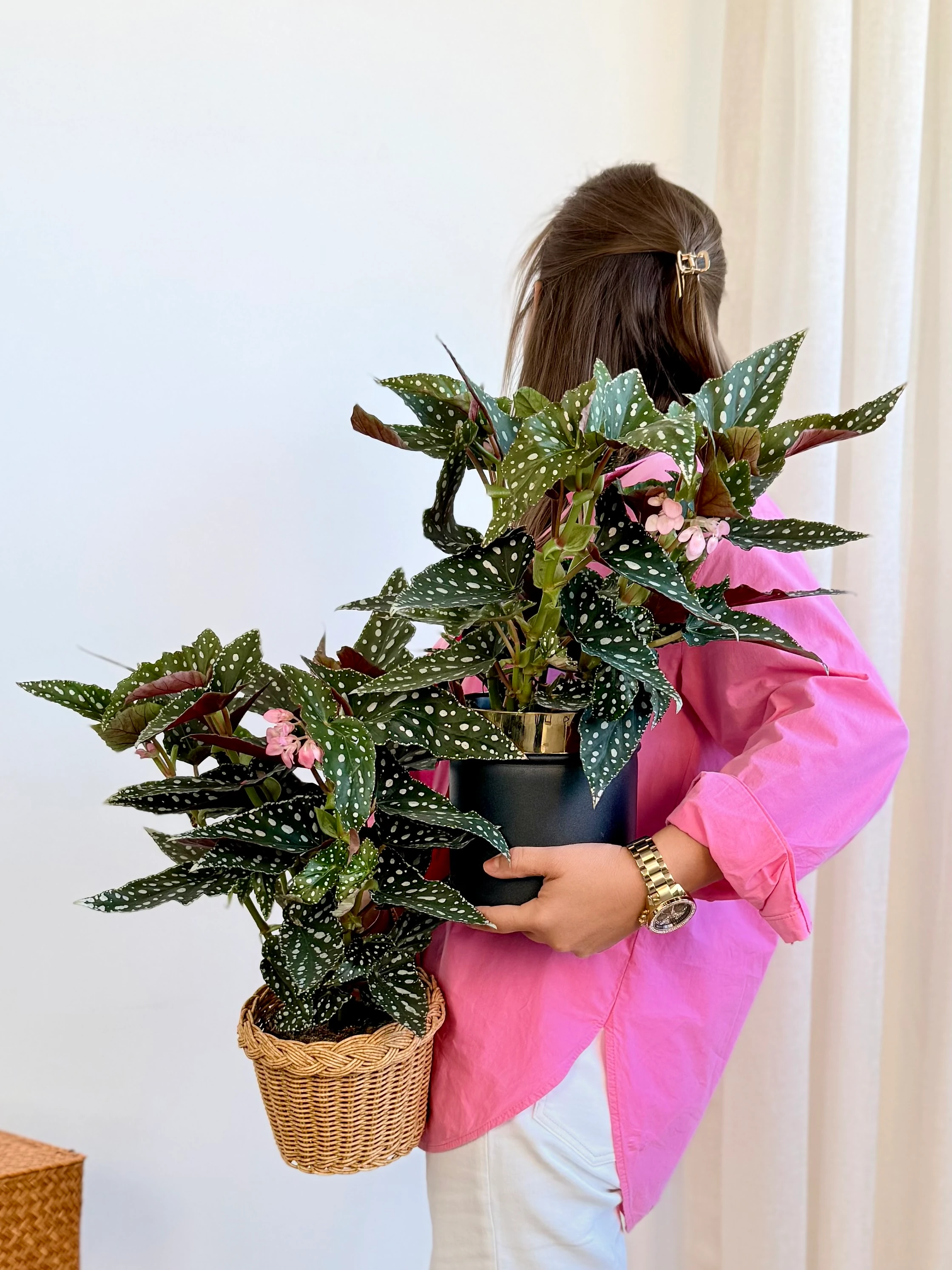 Begonia Maculata Wightii (Pembe Çiçekli Çilli Begonia)