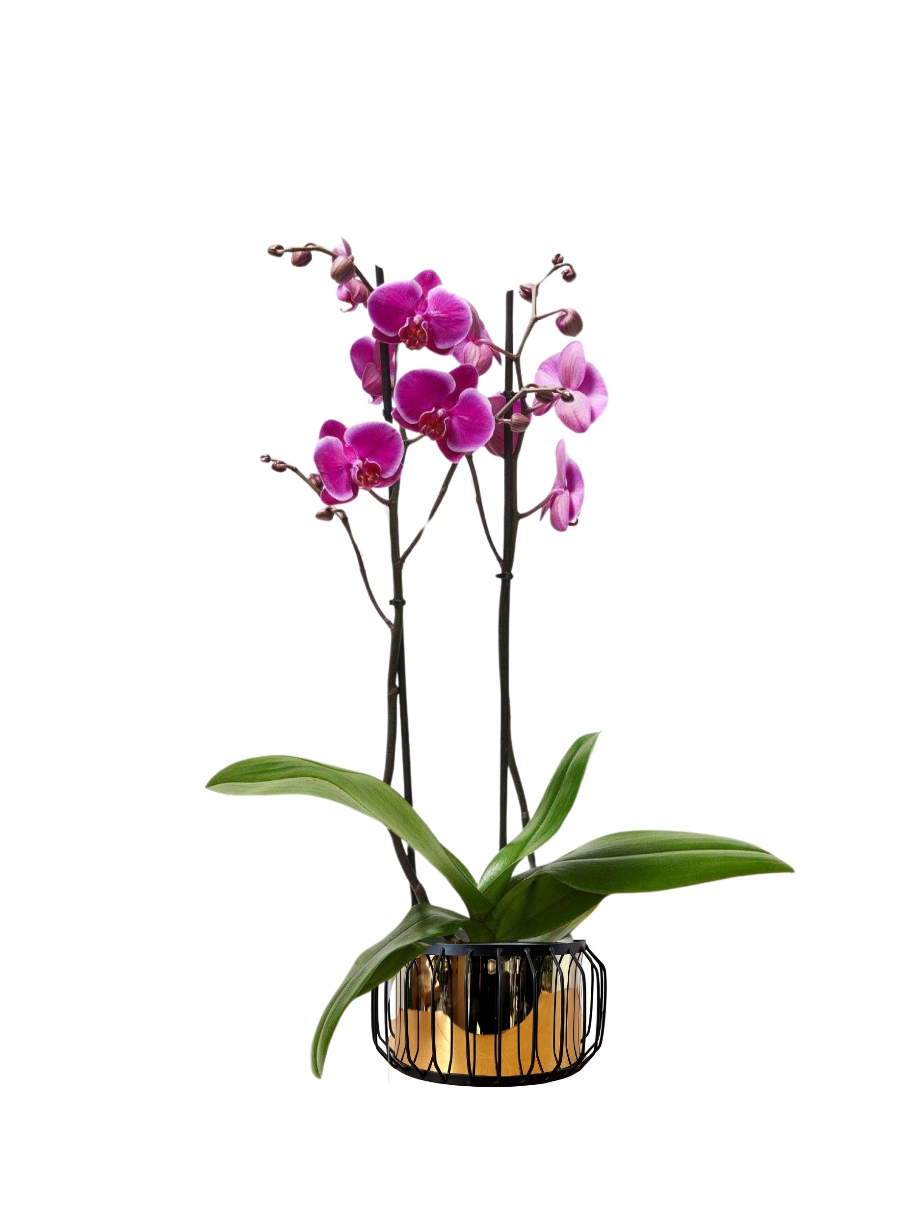 Orkide Çift Dallı Pembe (Phalaenopsis )İthal Premium