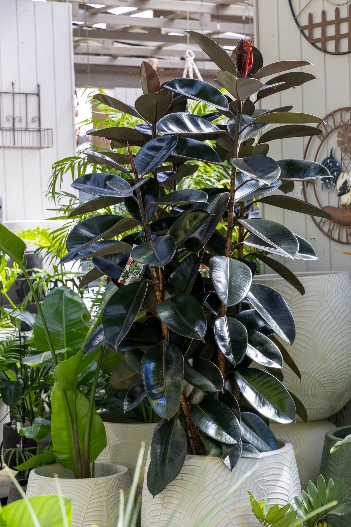 Kauçuk Çiçeği - Siyah Kauçuk Bitkisi (170-190 cm Üç Köklü Ficus Elastica)