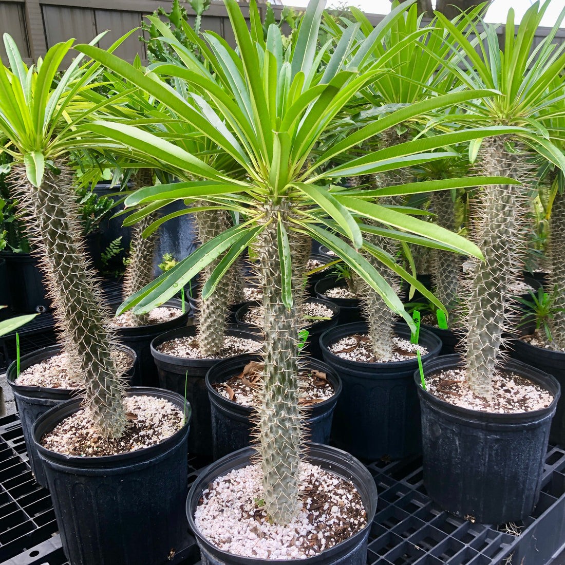 Madagaskar Palmiyesi (Pachypodium lamerei)