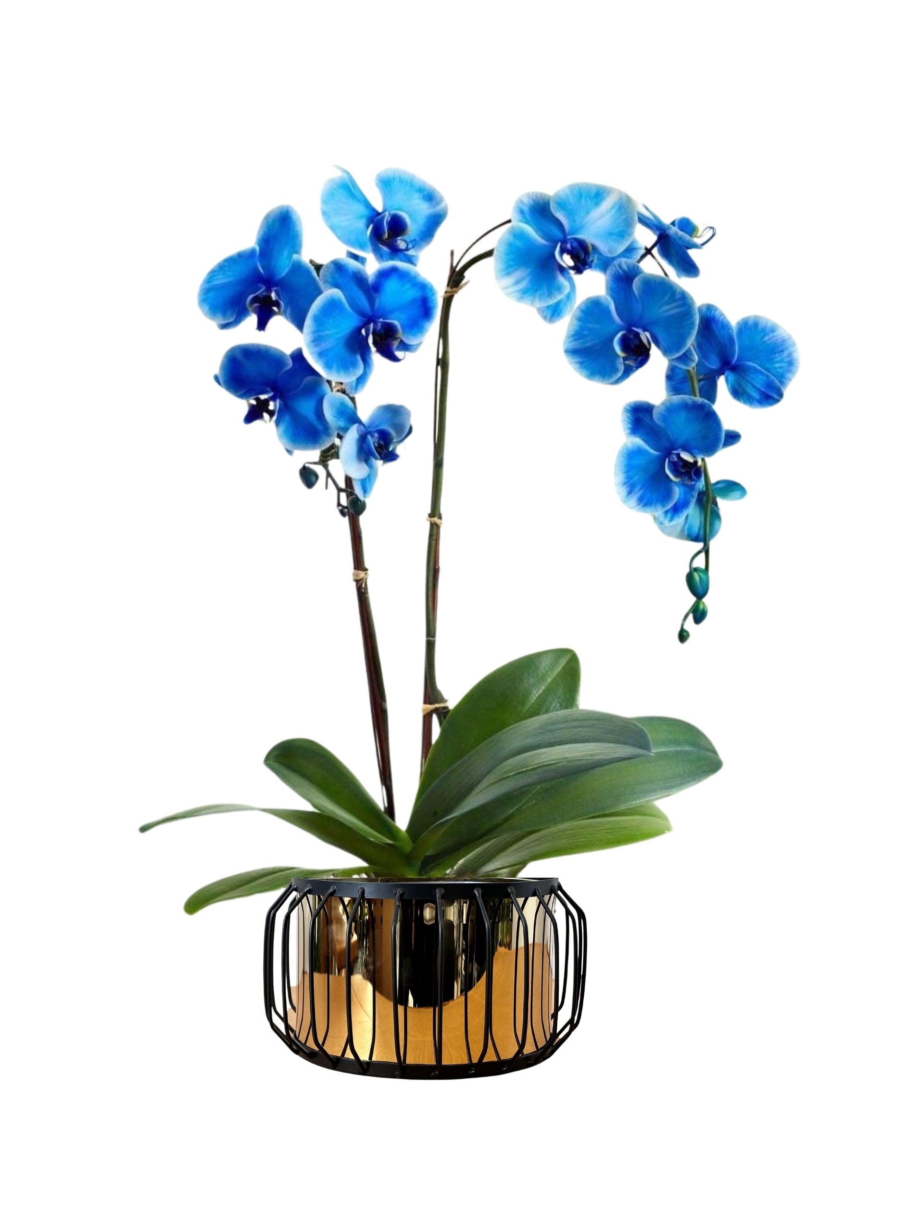 çift dallı mavi orkide (ithal premium)