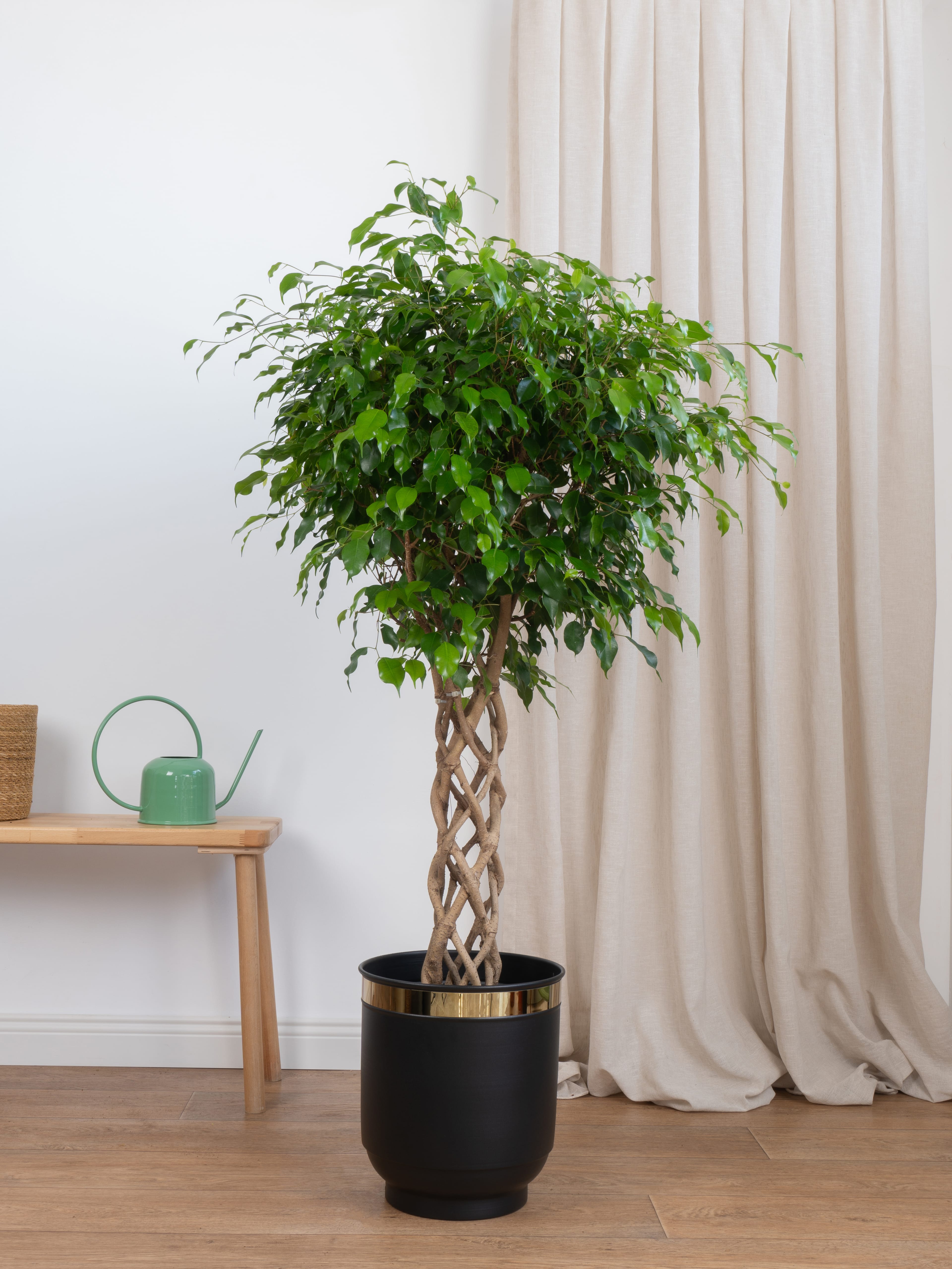 Benjamin Örgülü Kafes Ağlayan İncir Ağacı (Ficus Benjamin Danielle)