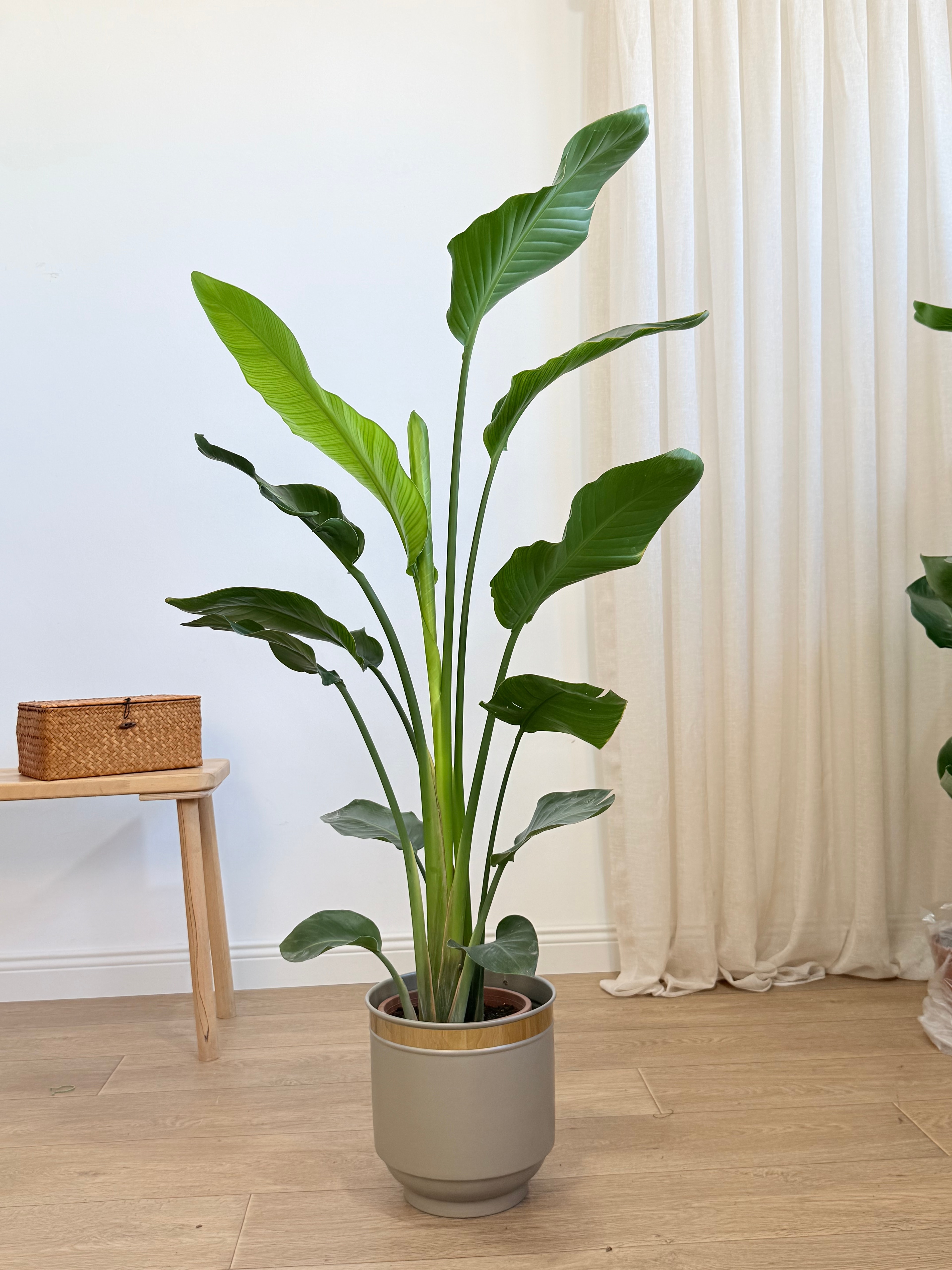 Starliçe- İki Köklü (120-140 cm)Cennet Kuşu Çiçeği- Strelitzia Nicolai )