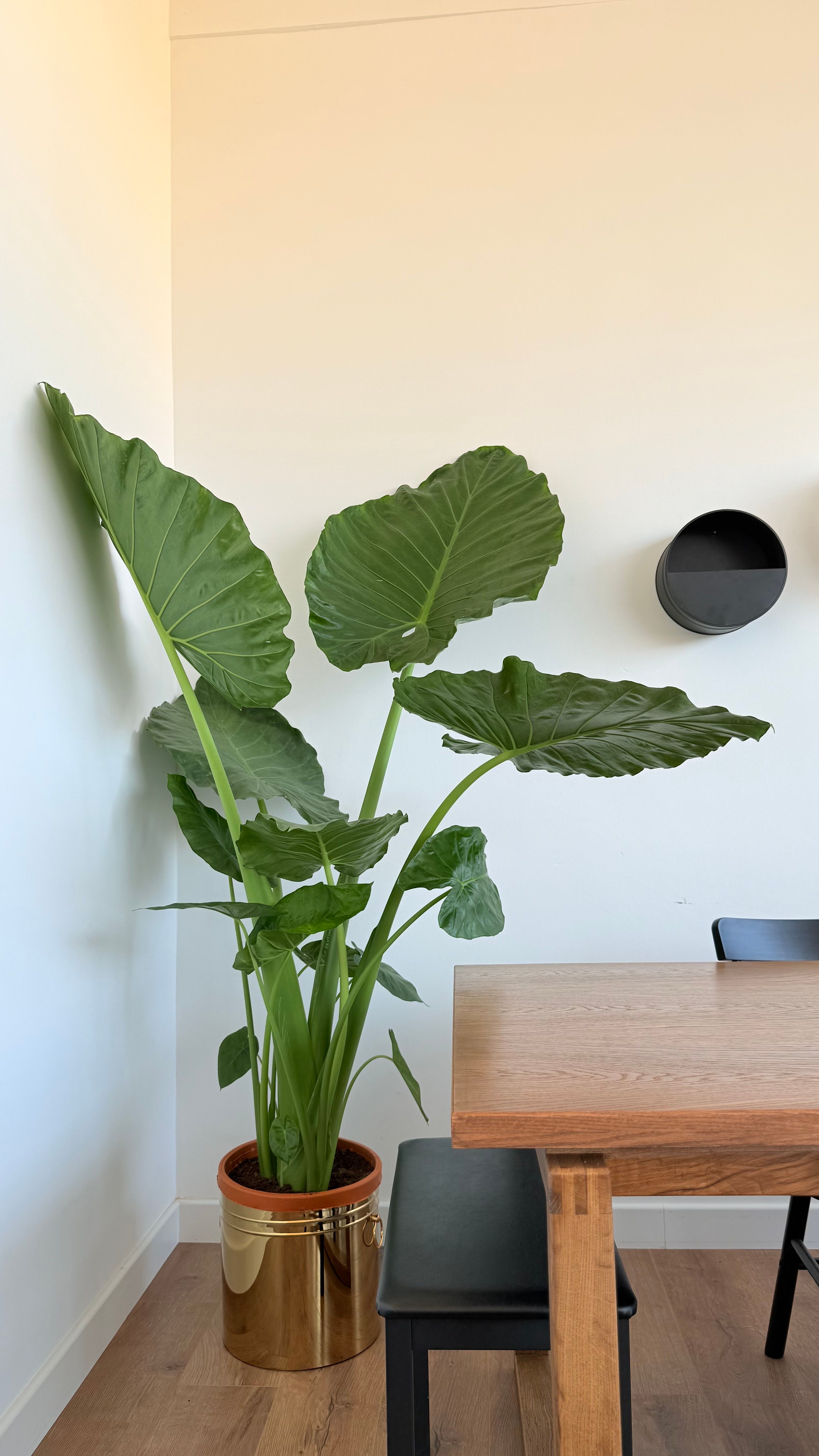 Alocasia Macrorrhiza 200 cm