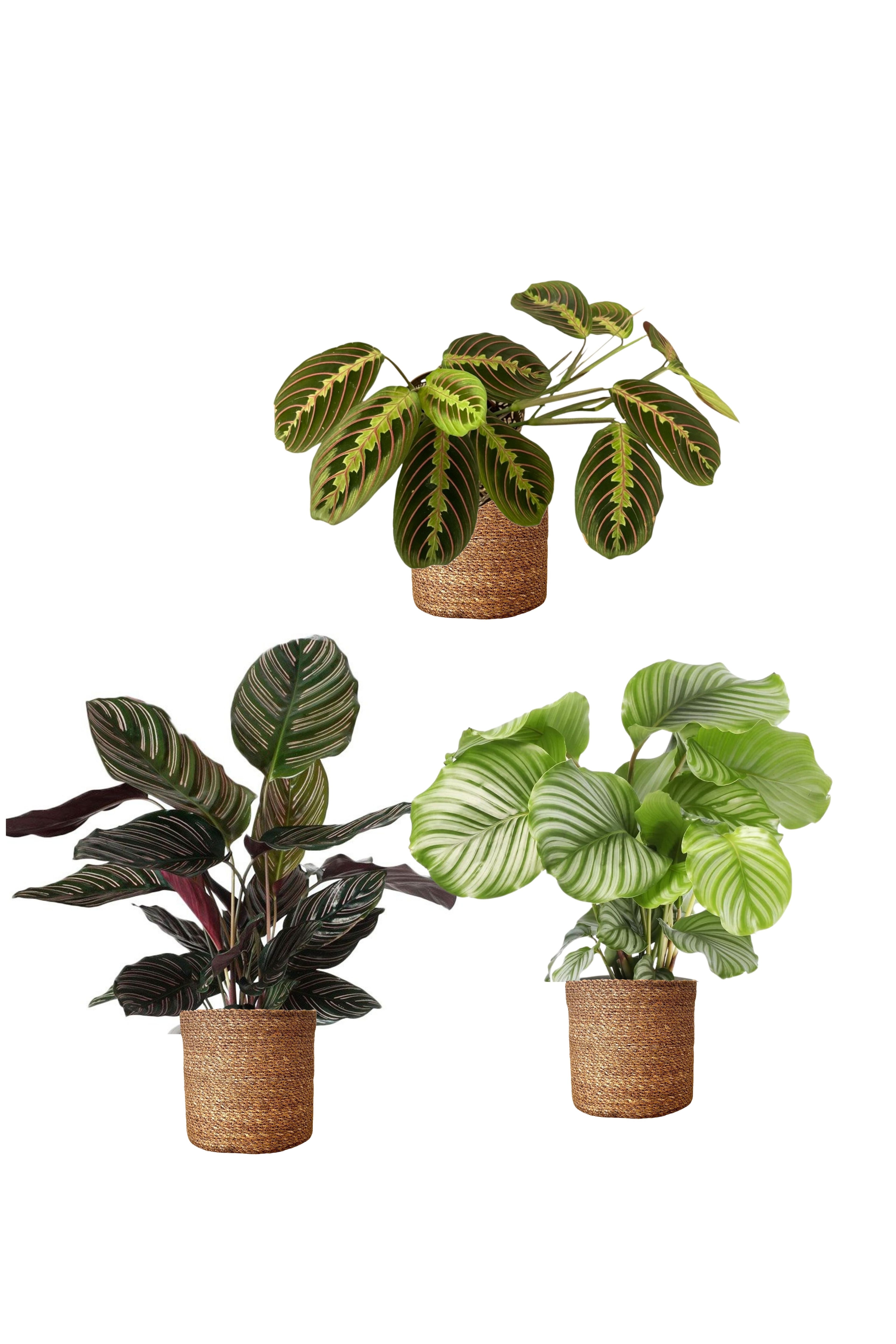 Calathea Üçlü Set (Orbifolia-Maranta-Ornata)