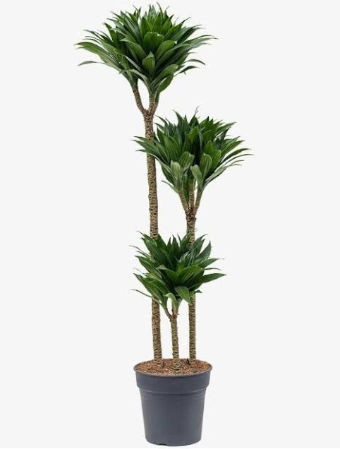Üç Kollu Dracaena Compacta ( 140-150 cm)