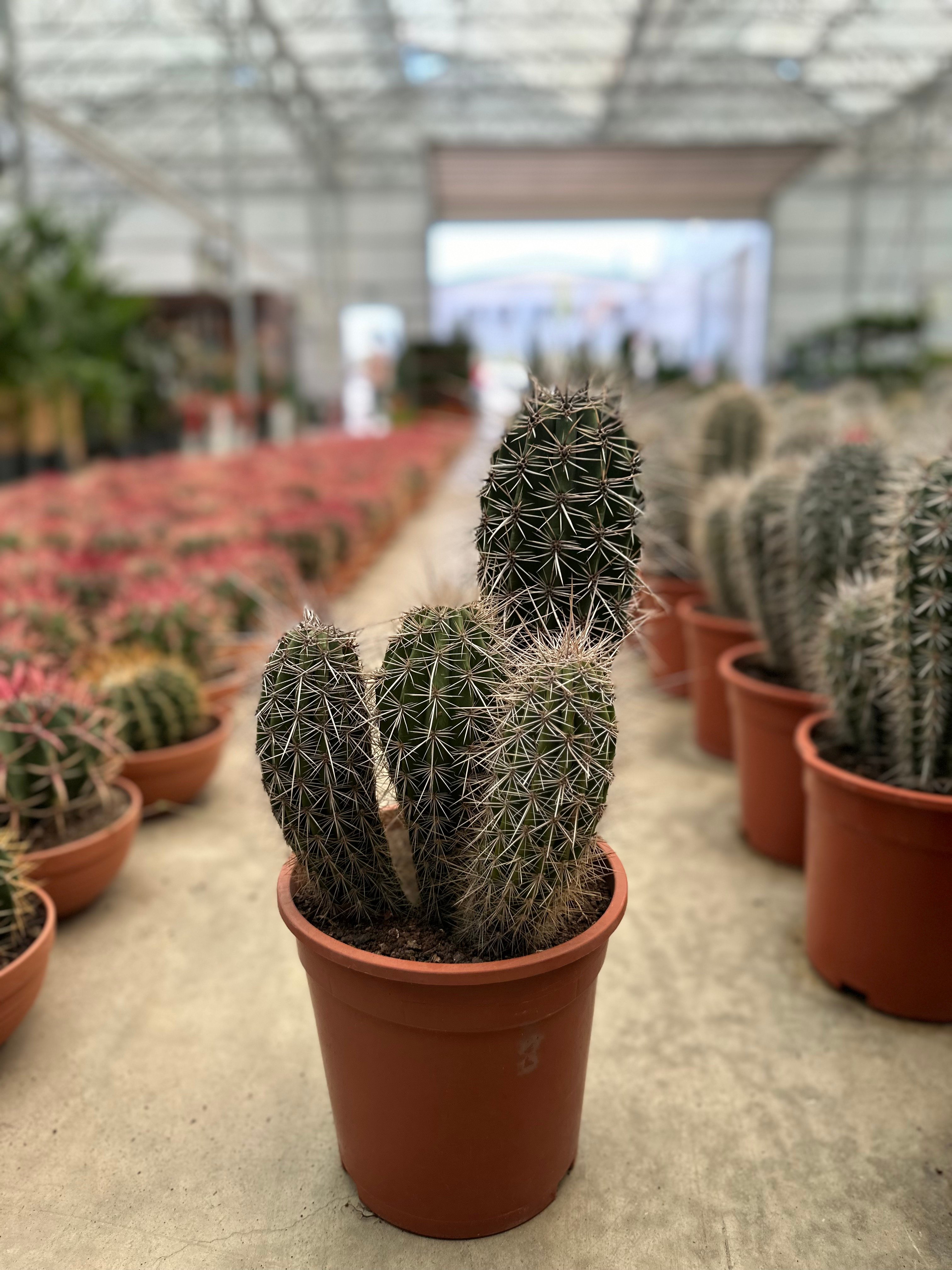 Büyük Kaktüs (Pachycereus pringlei-meksika dev kaktüsü-fil kaktüsü)