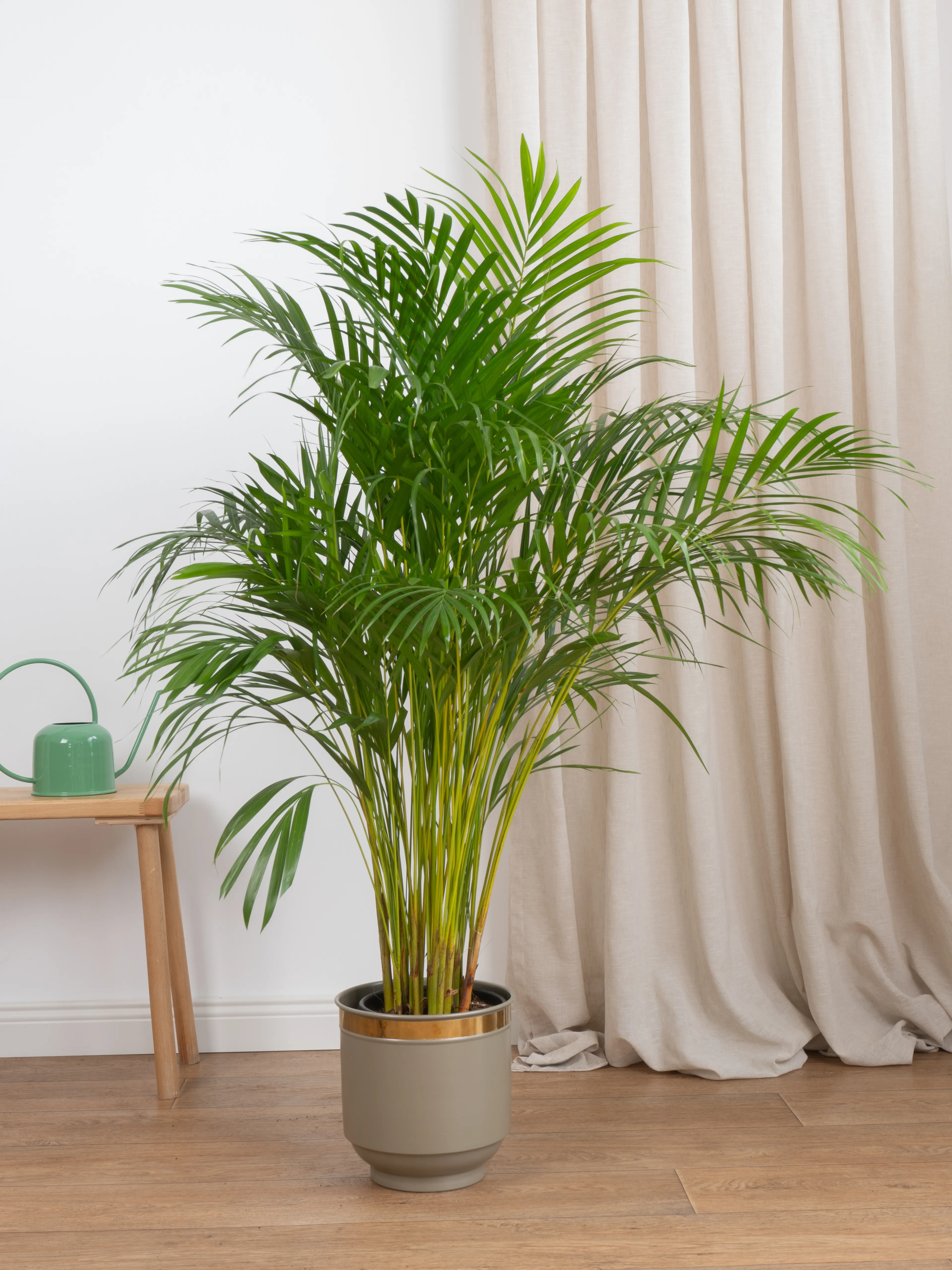 Areka Salon Palmiyesi 120-130 cm Dolgun Form (Dypsis Lutescens)