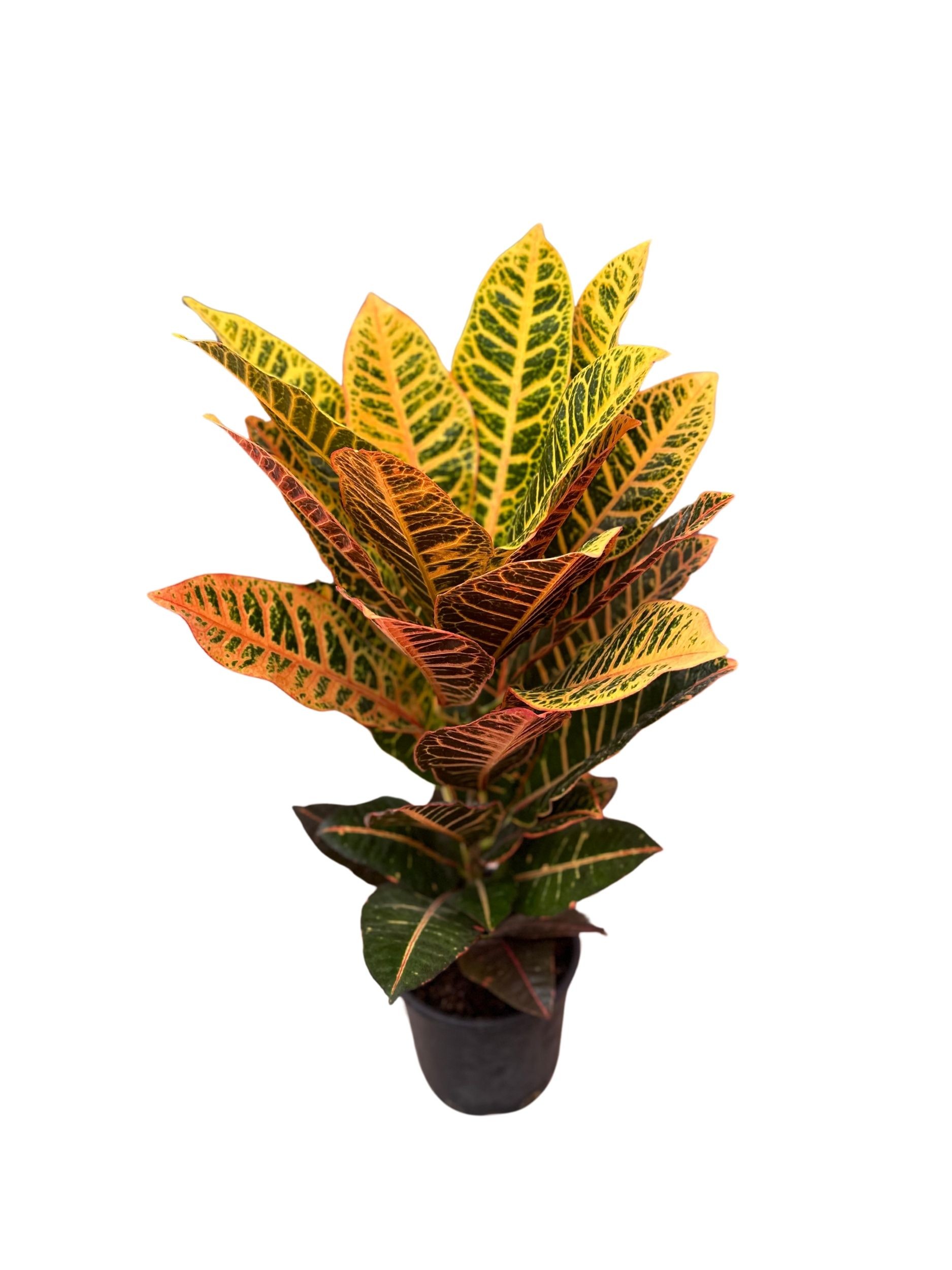 Croton Petra 70-80 cm