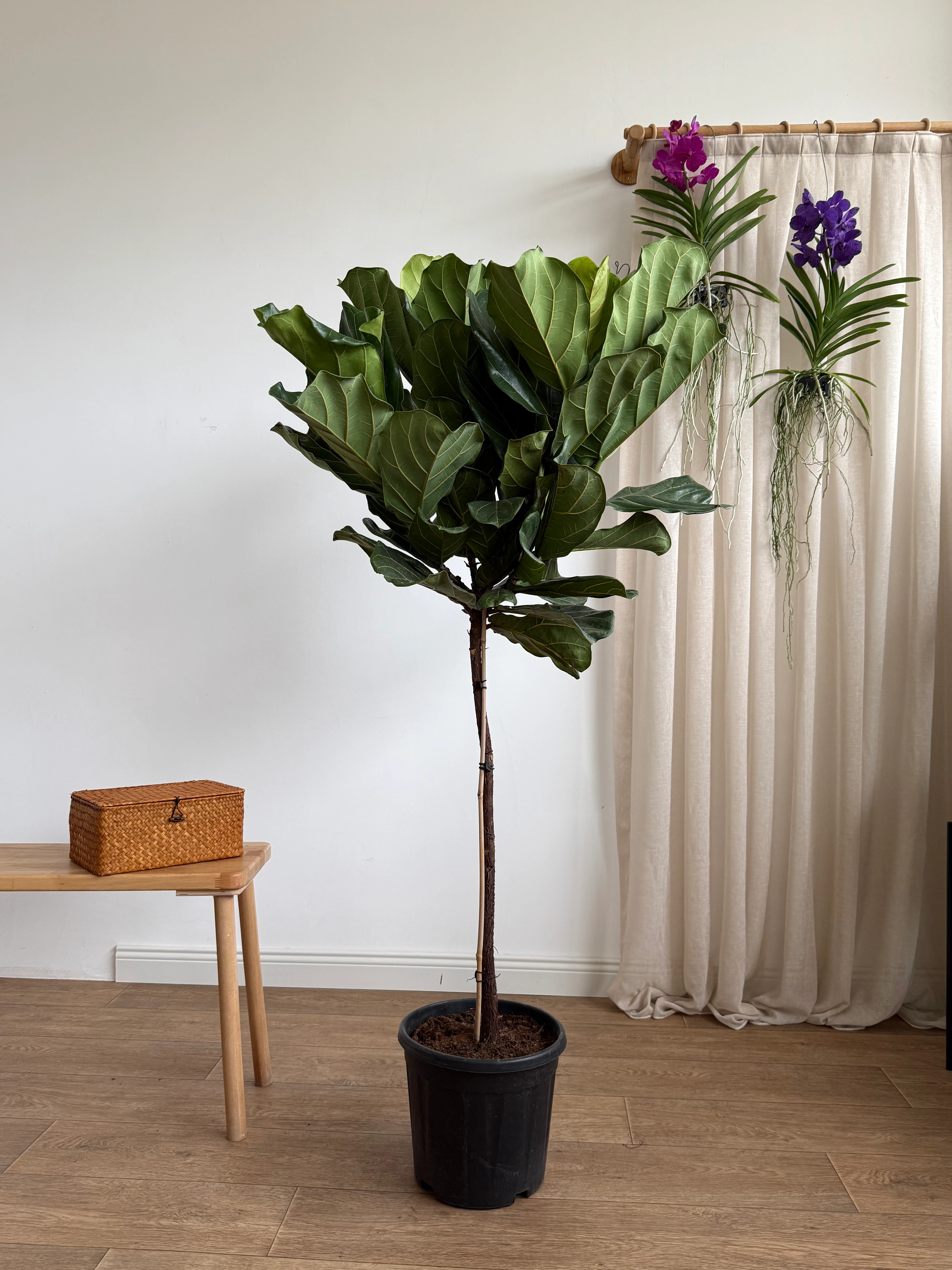 170-190 cm anaç çatallı lyrata (ficus lyrata)