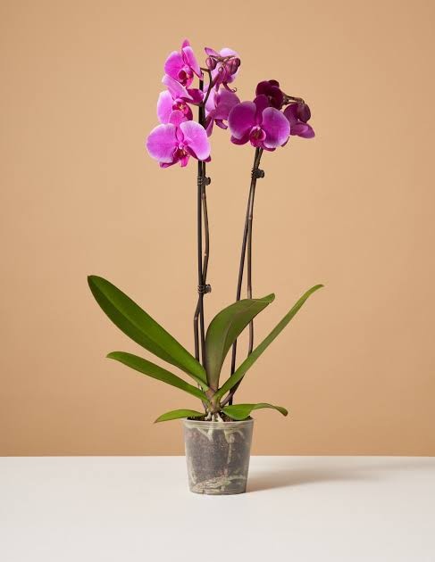 Orkide Çift Dallı Pembe (Phalaenopsis )İthal Premium